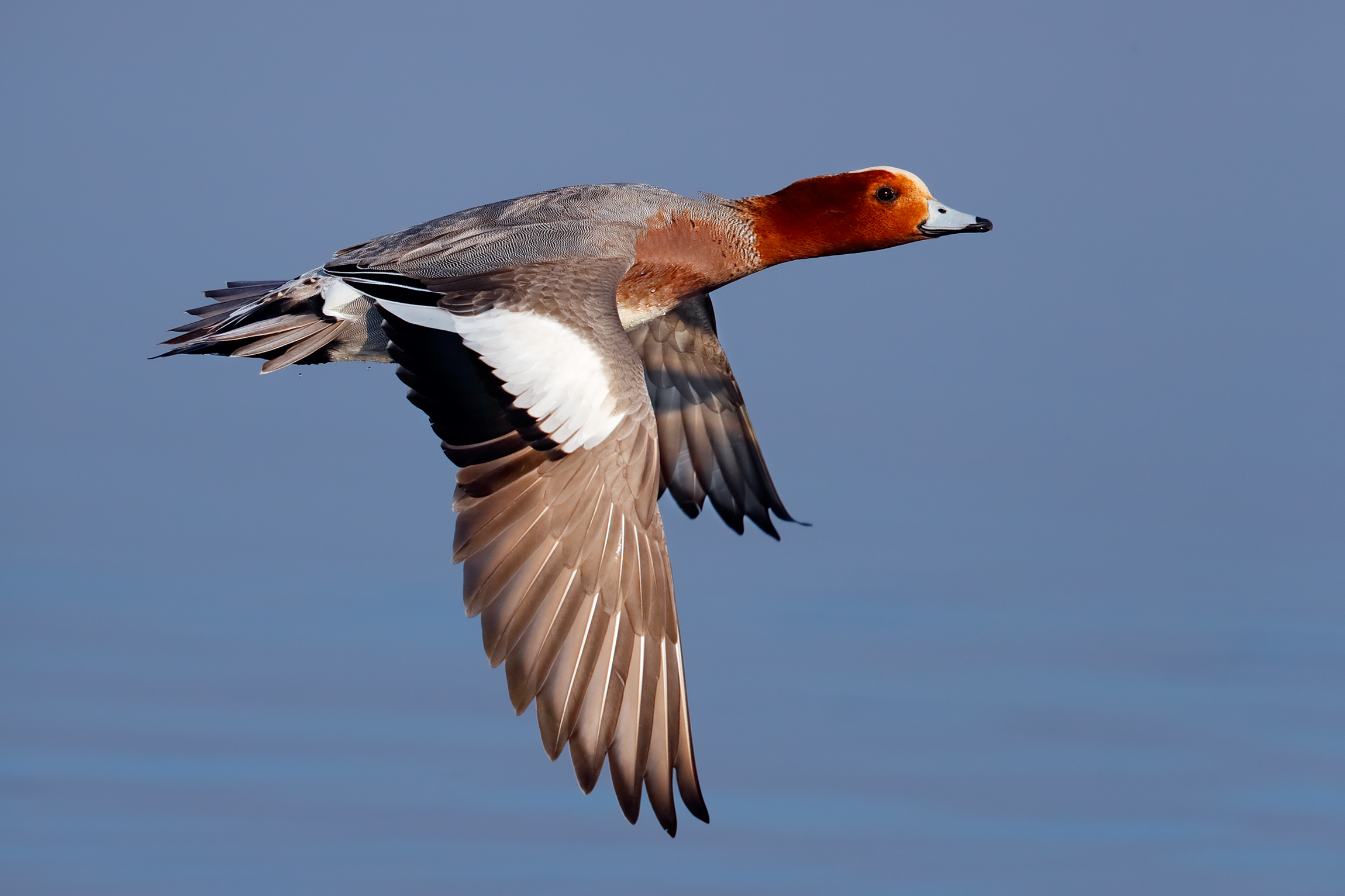 Flying Widgeon