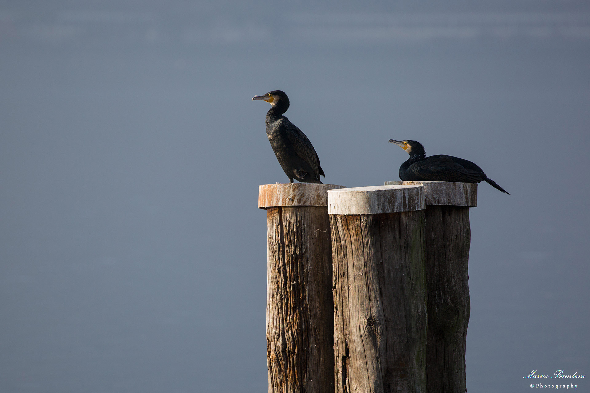 Cormorants ... anghé punsar ca straca !!!