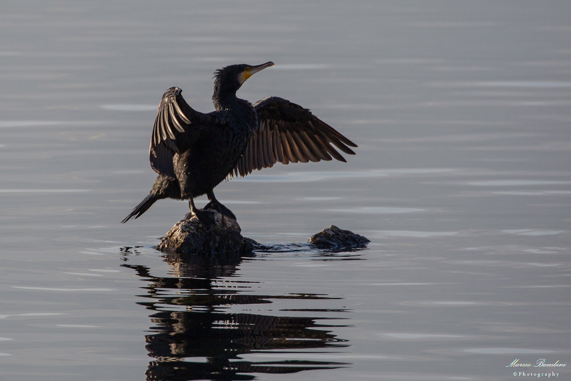 Cormorant ... the dance of love?