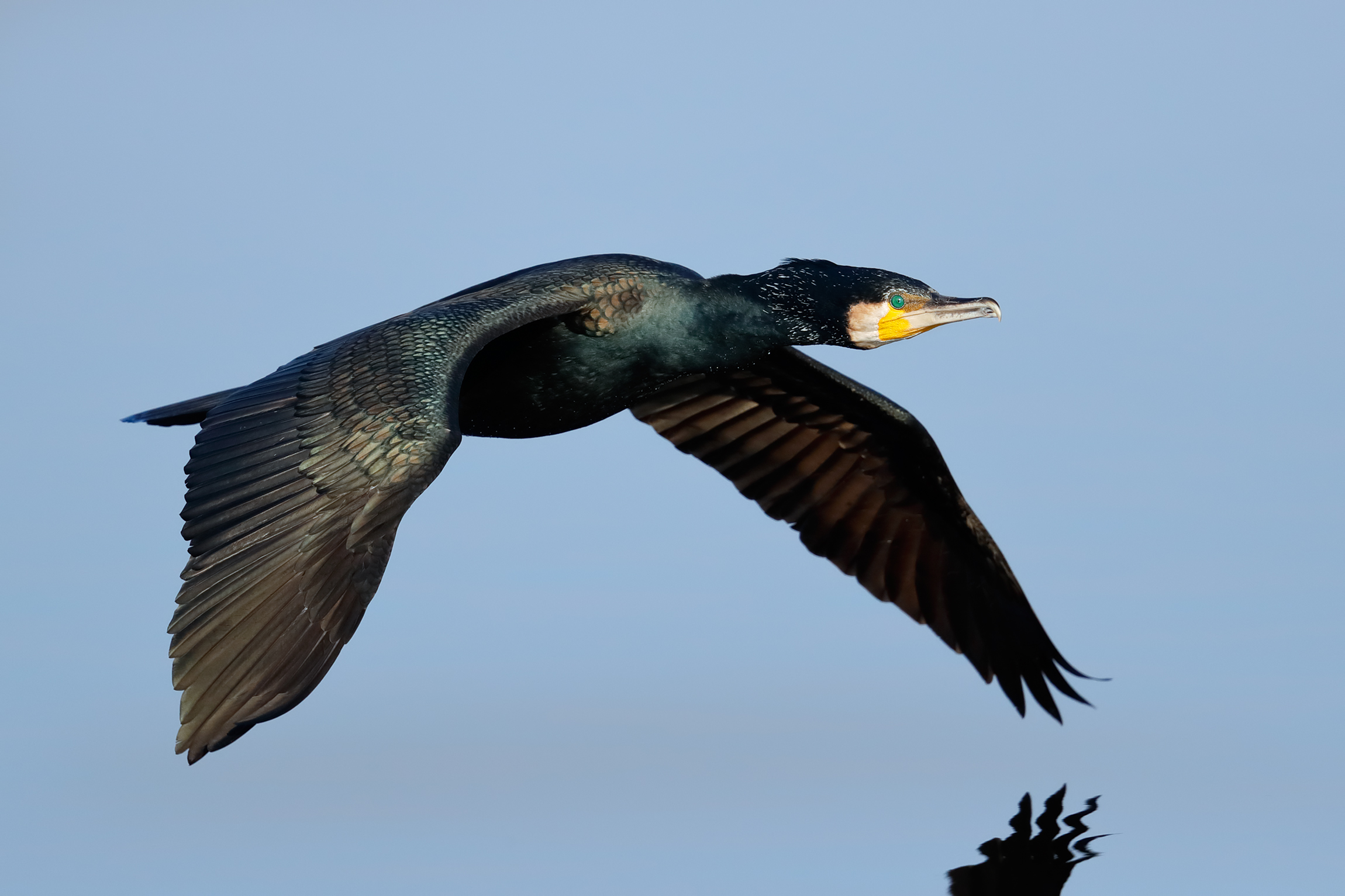 Cormorant