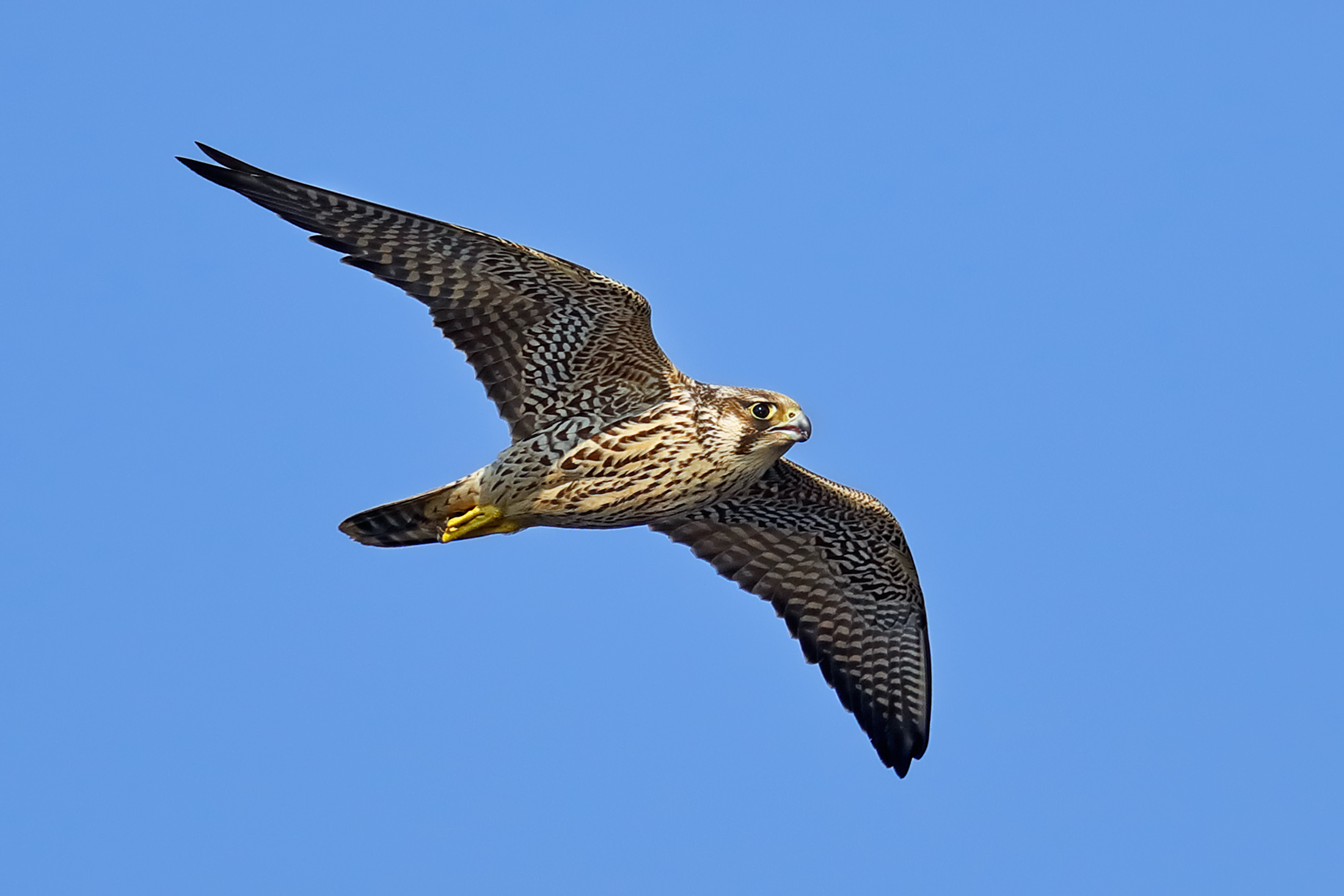 Peregrine falcon