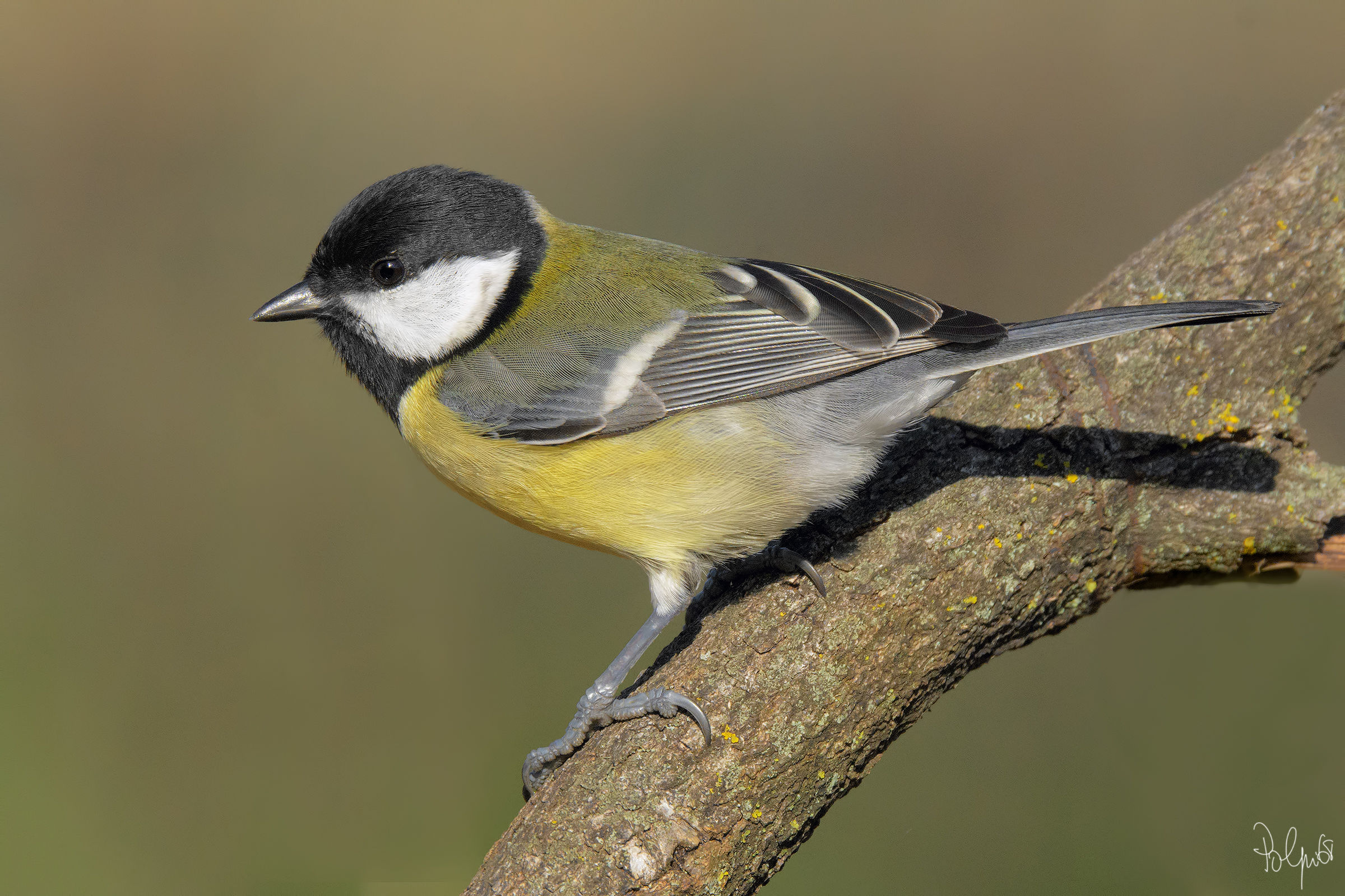 Great Tit