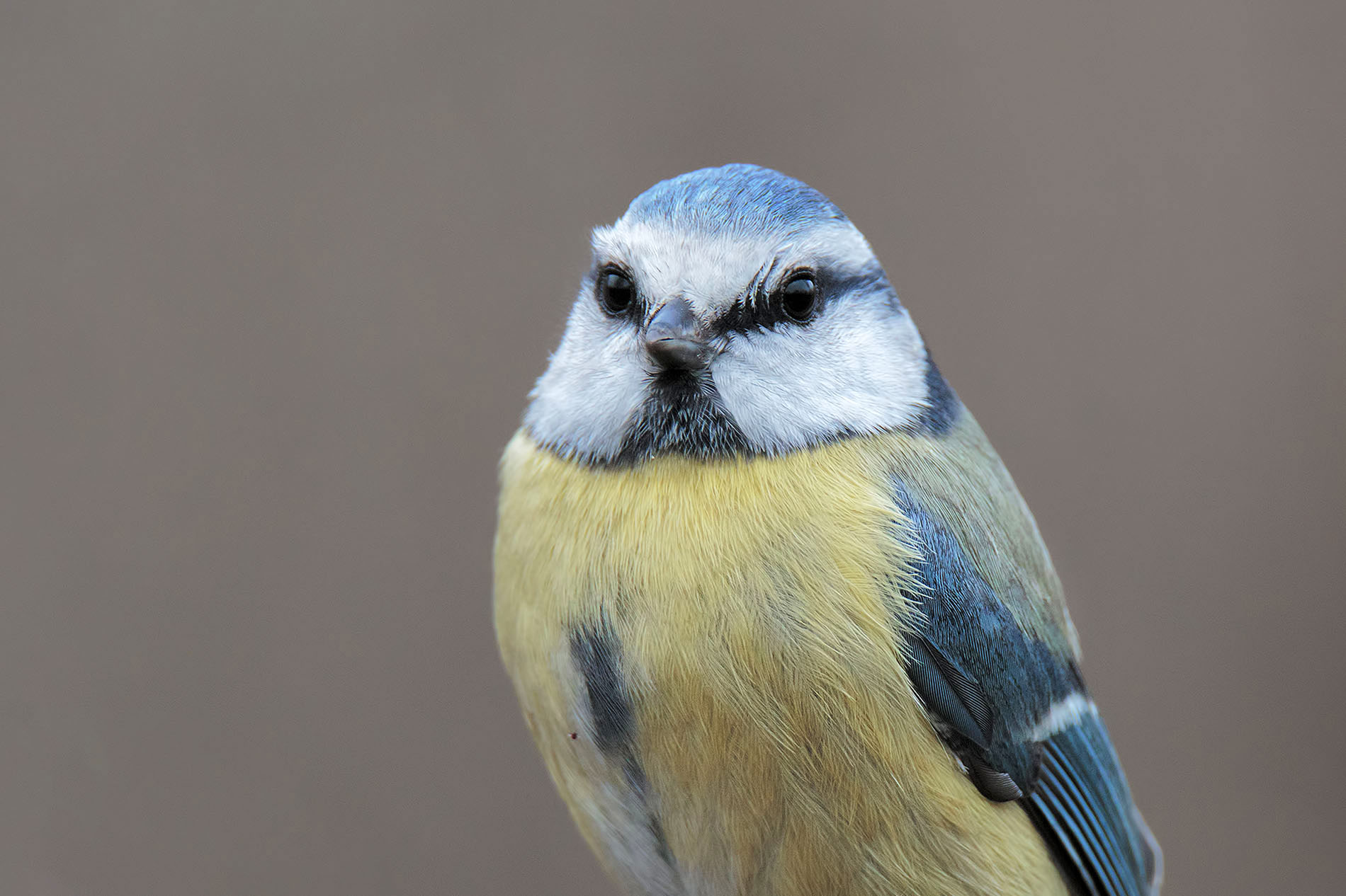 Portrait of a tit