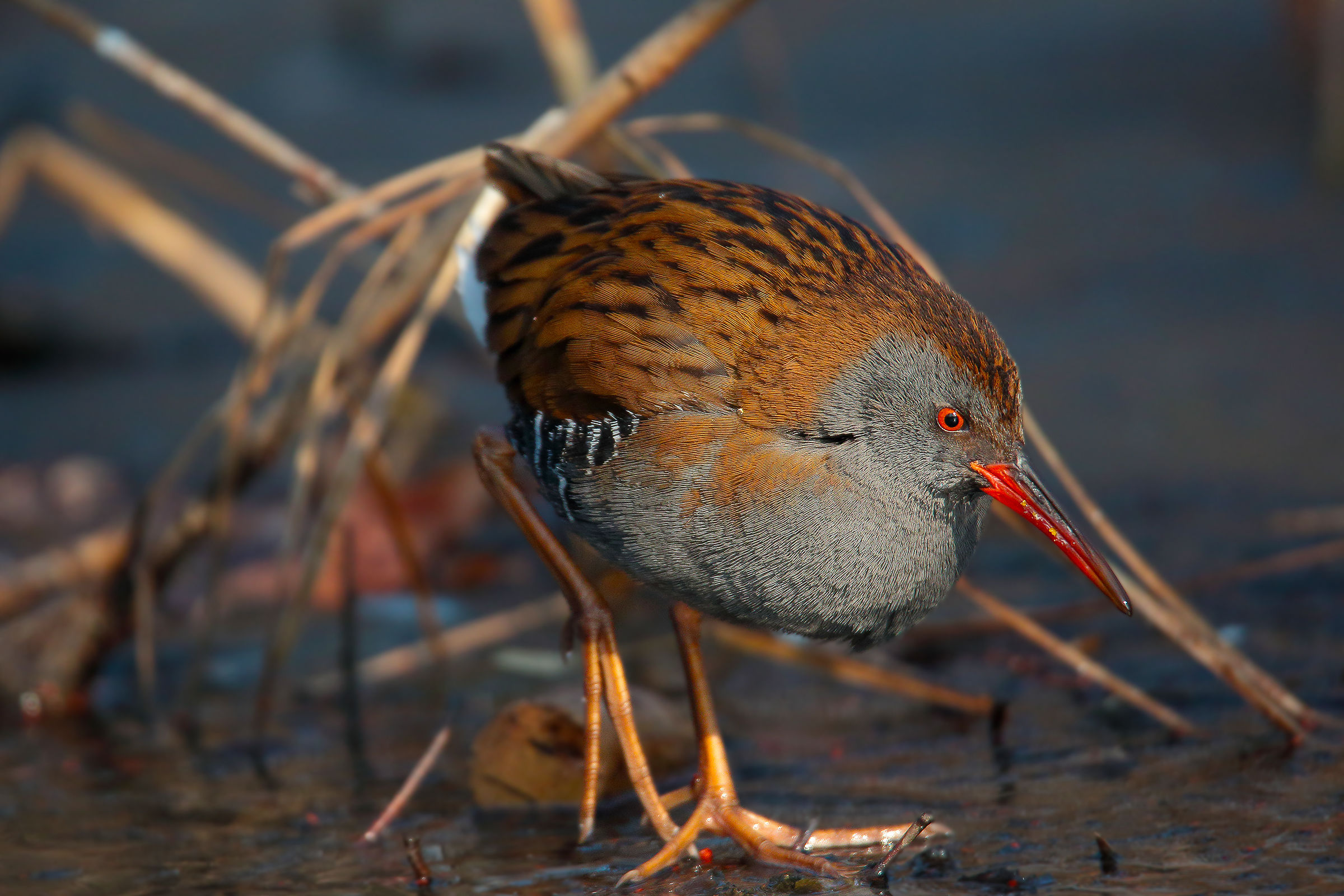 Water Rail