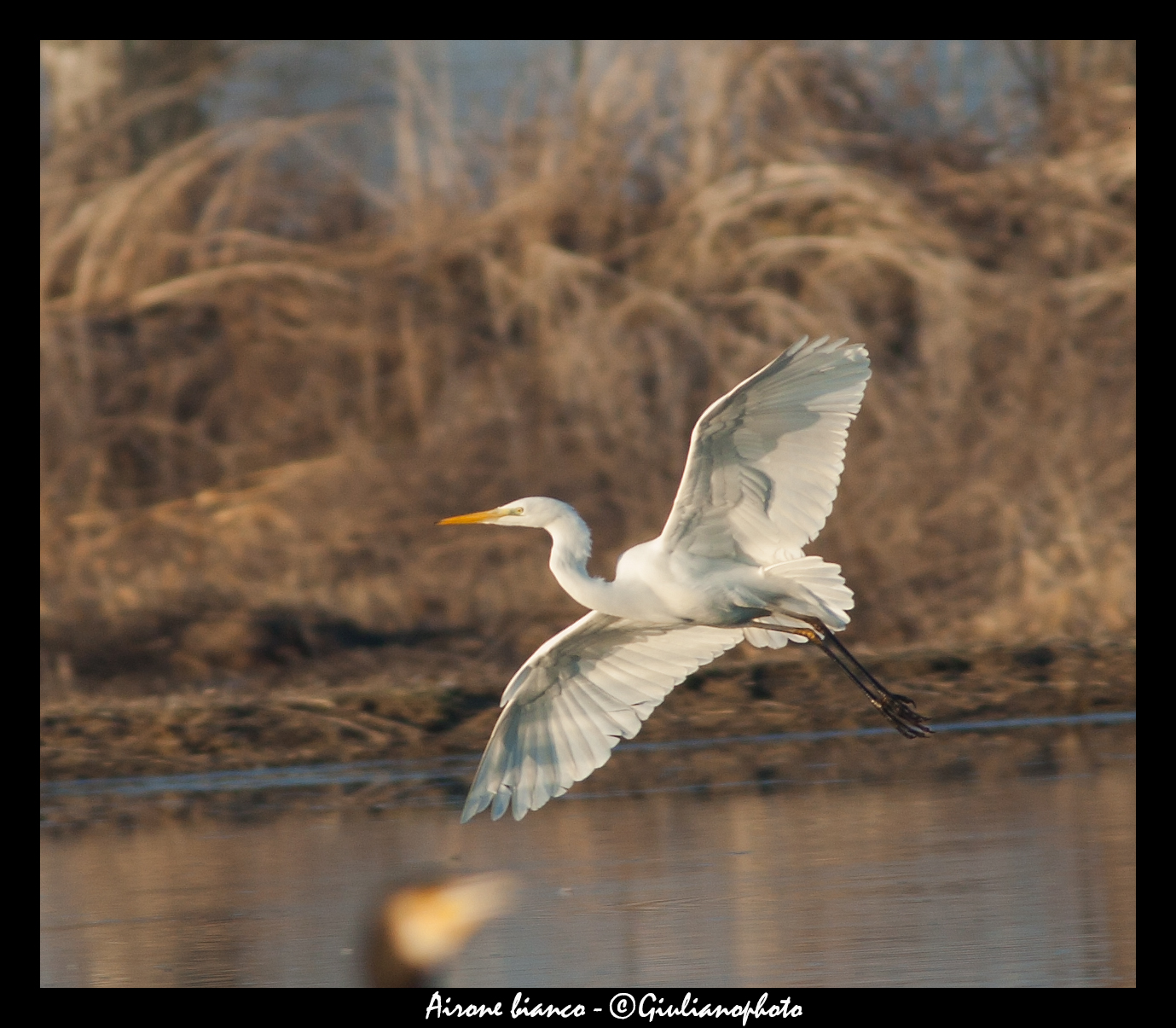 White heron