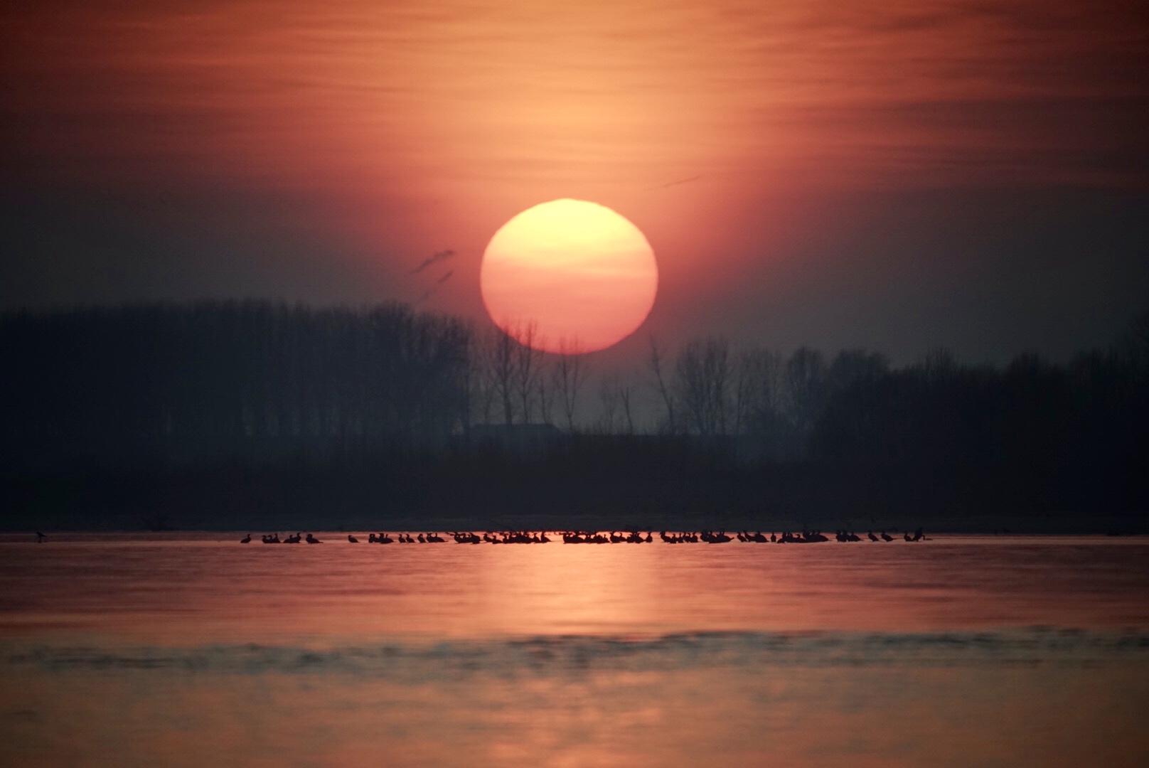 Cormorani al tramonto fiume Po