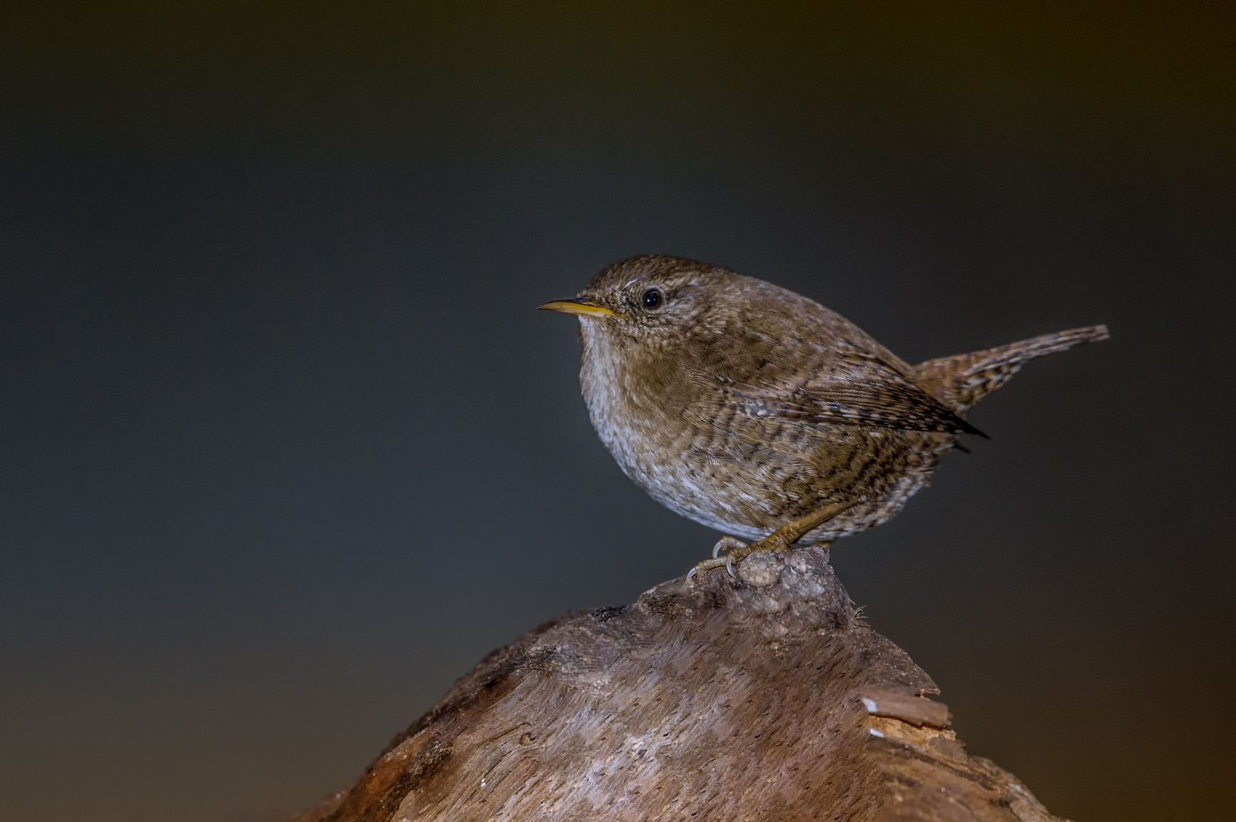 Wren