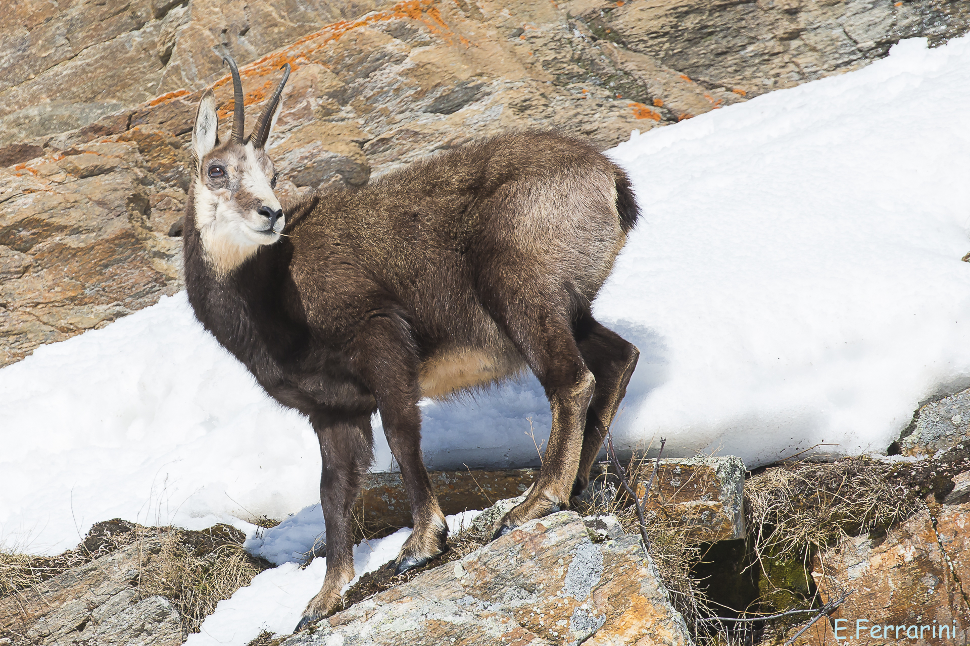 chamois