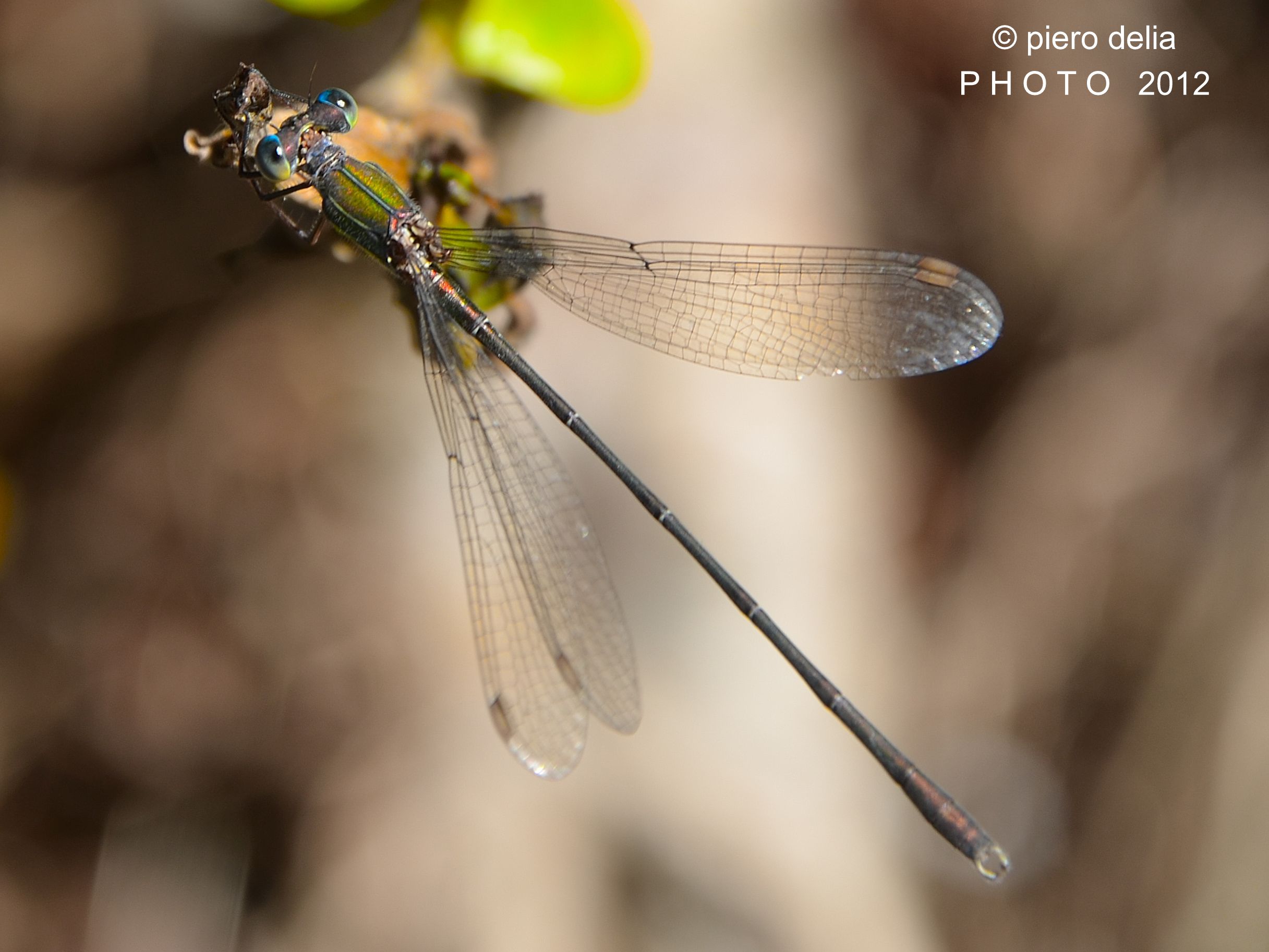 Dragonfly - Lestes viridis