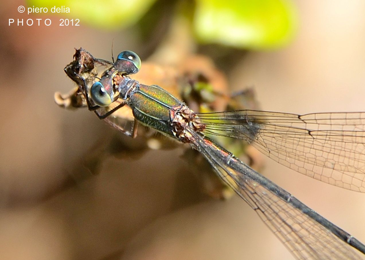 Dragonfly - Lestes viridis