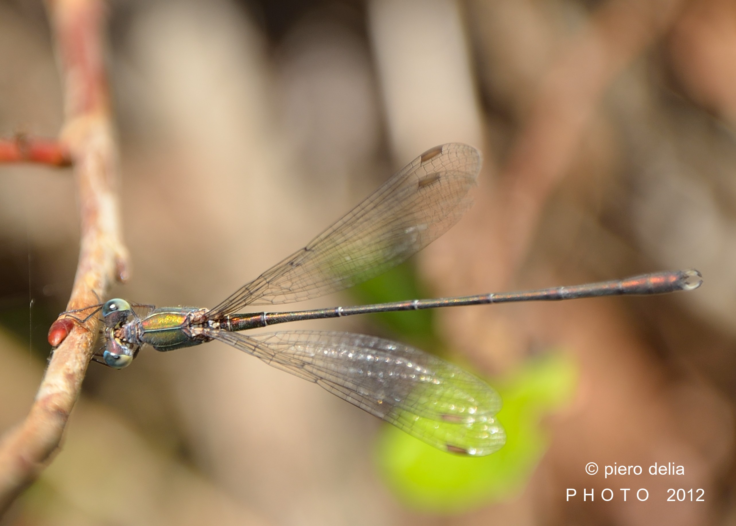Dragonfly - Lestes viridis