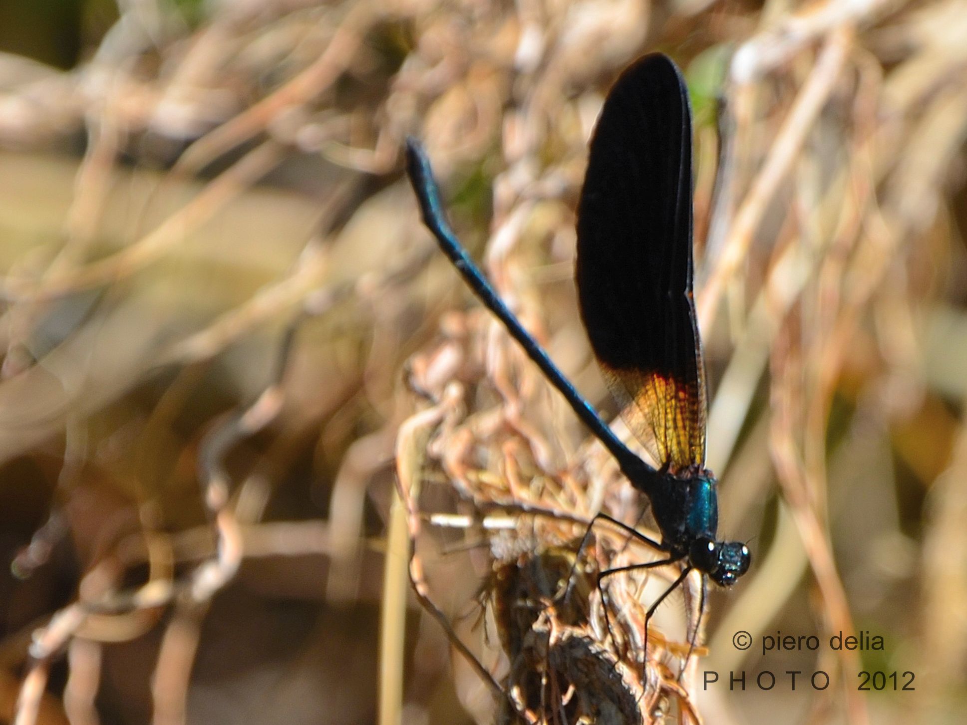 Dragonfly Calopteryx splendens
