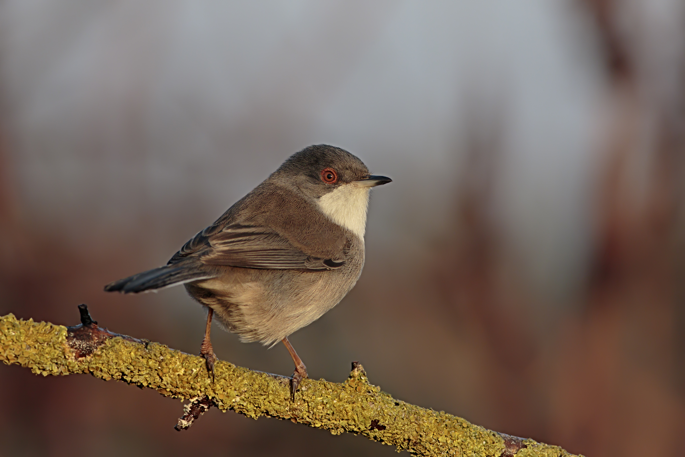 Femmina di Occhiocotto