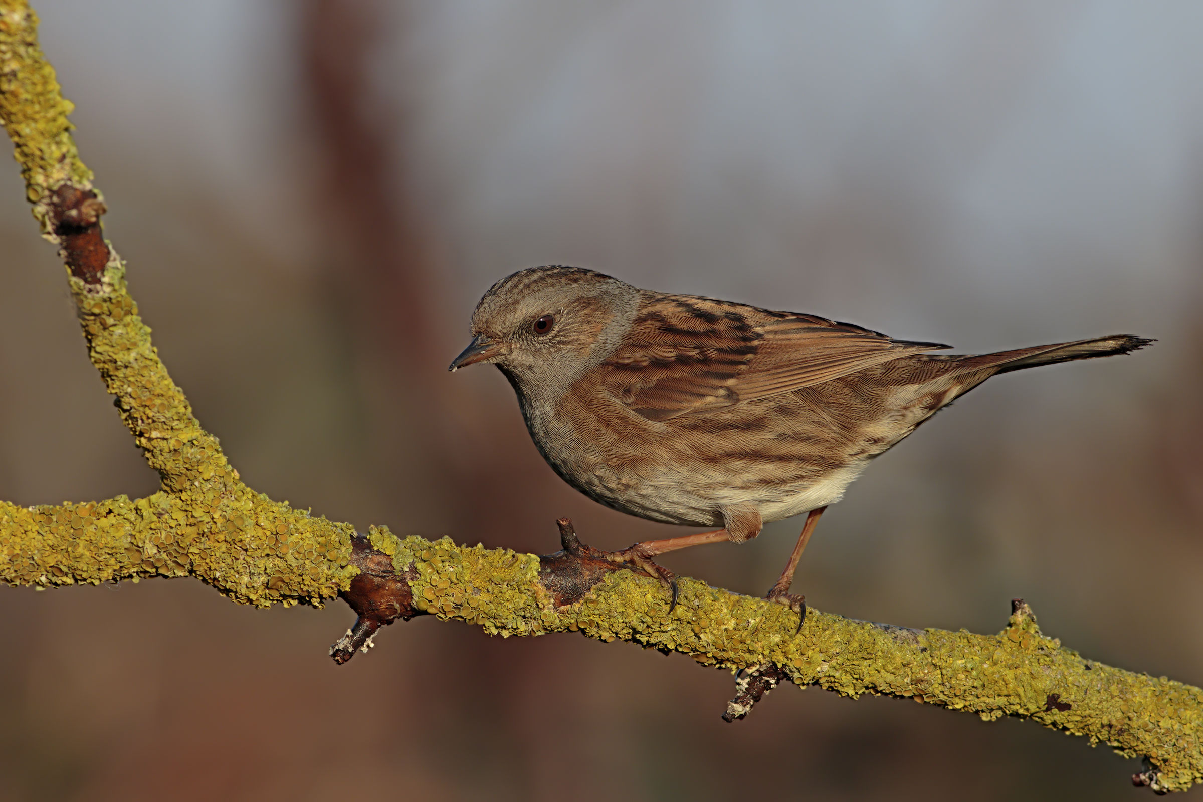 Sparrow Scopaiola