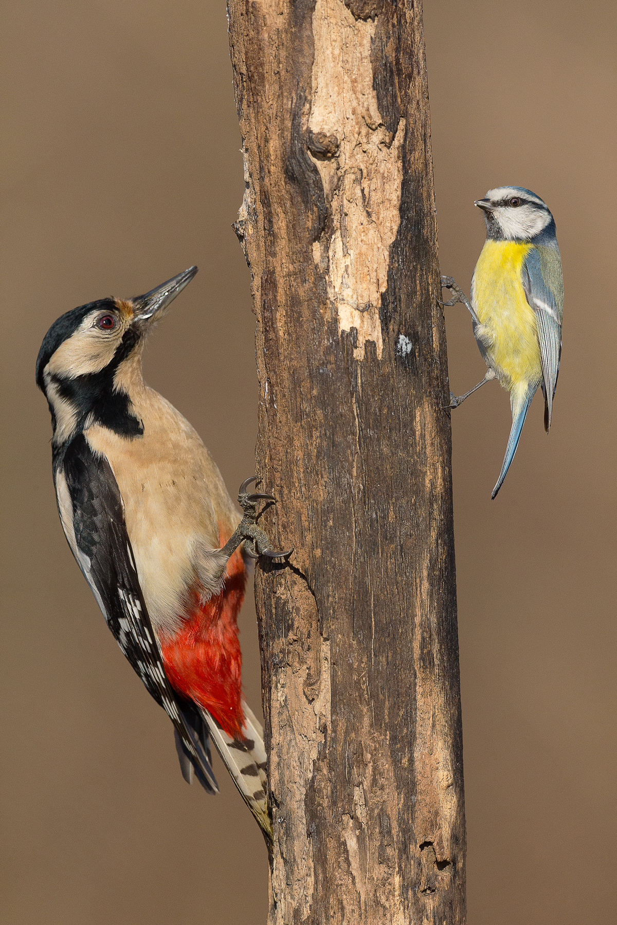 picchio e cinciarella