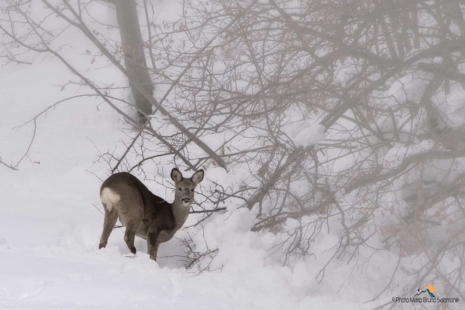 In the fog, waiting for the snow