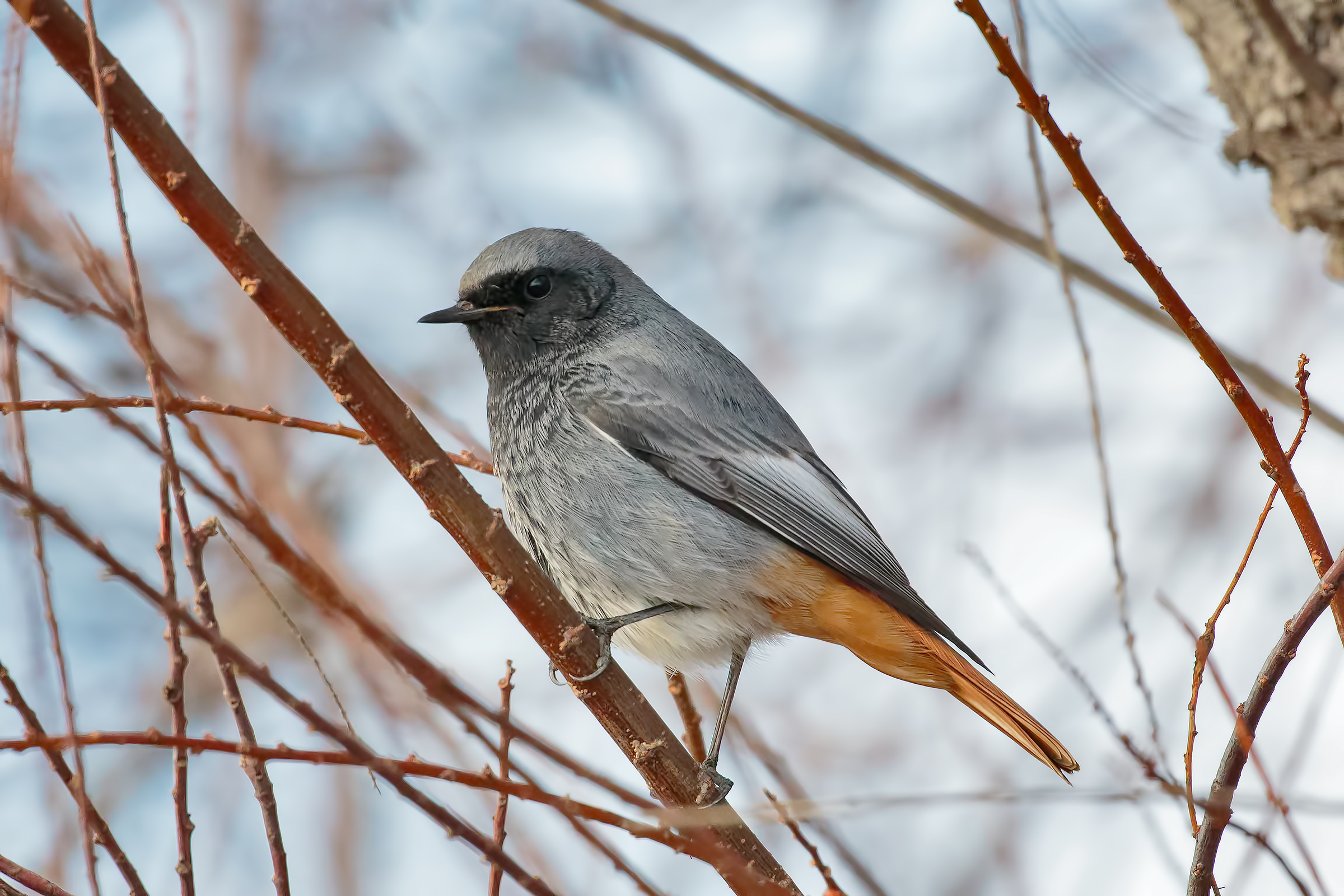 Redstart chimney sweep