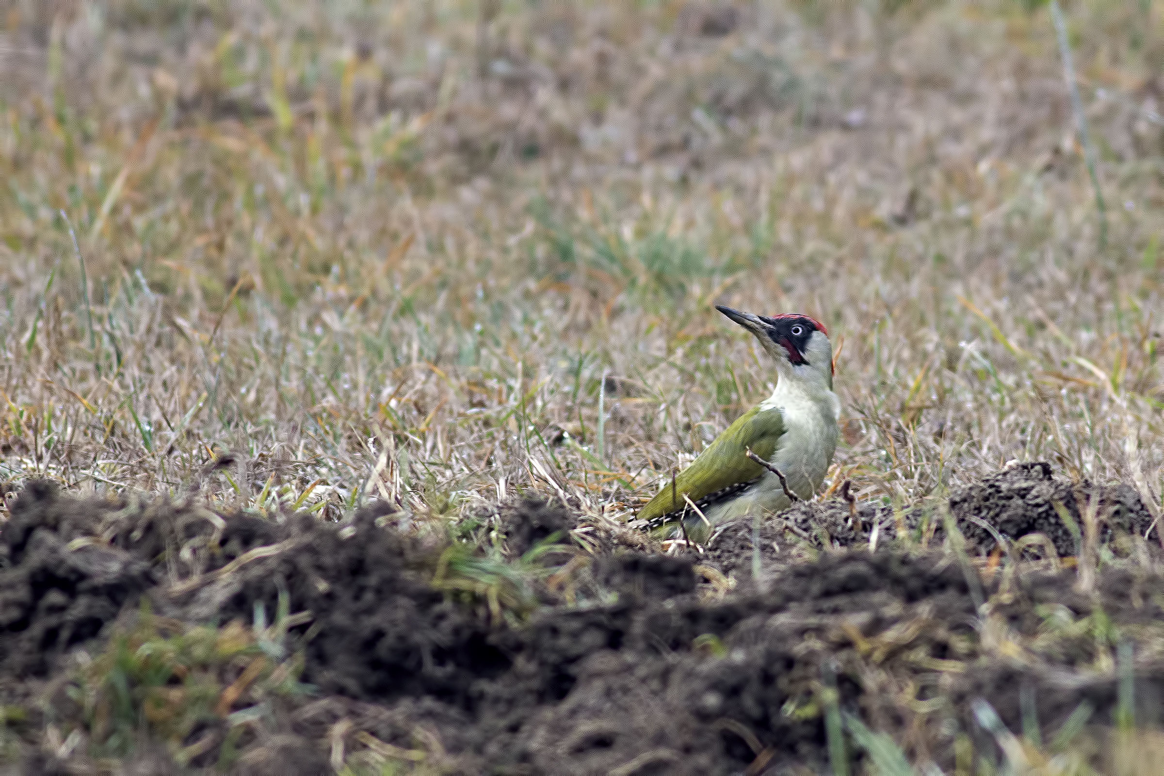 Picchio verde maschio