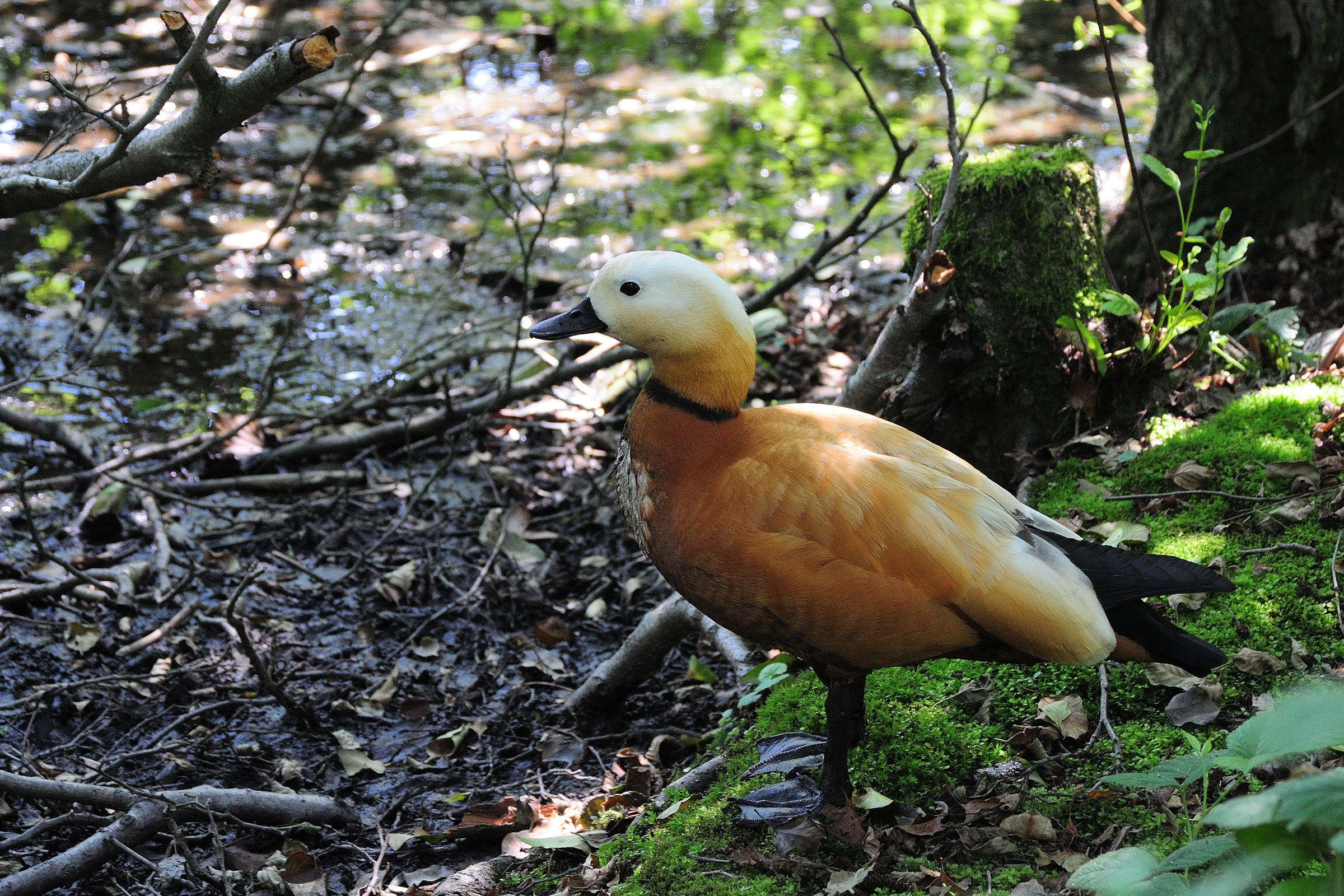Casarca Tadorna ferruginea
