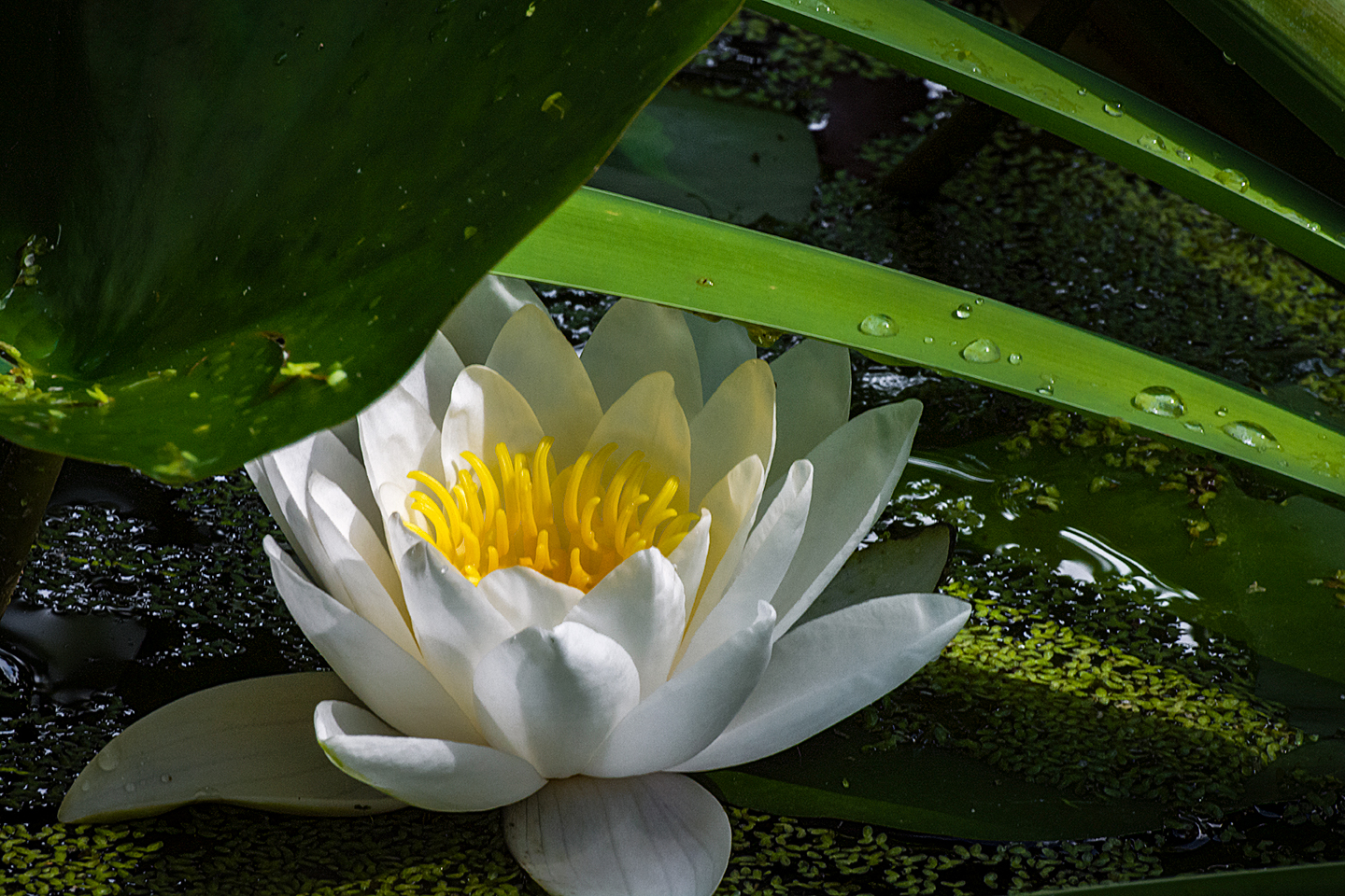 Waterlily