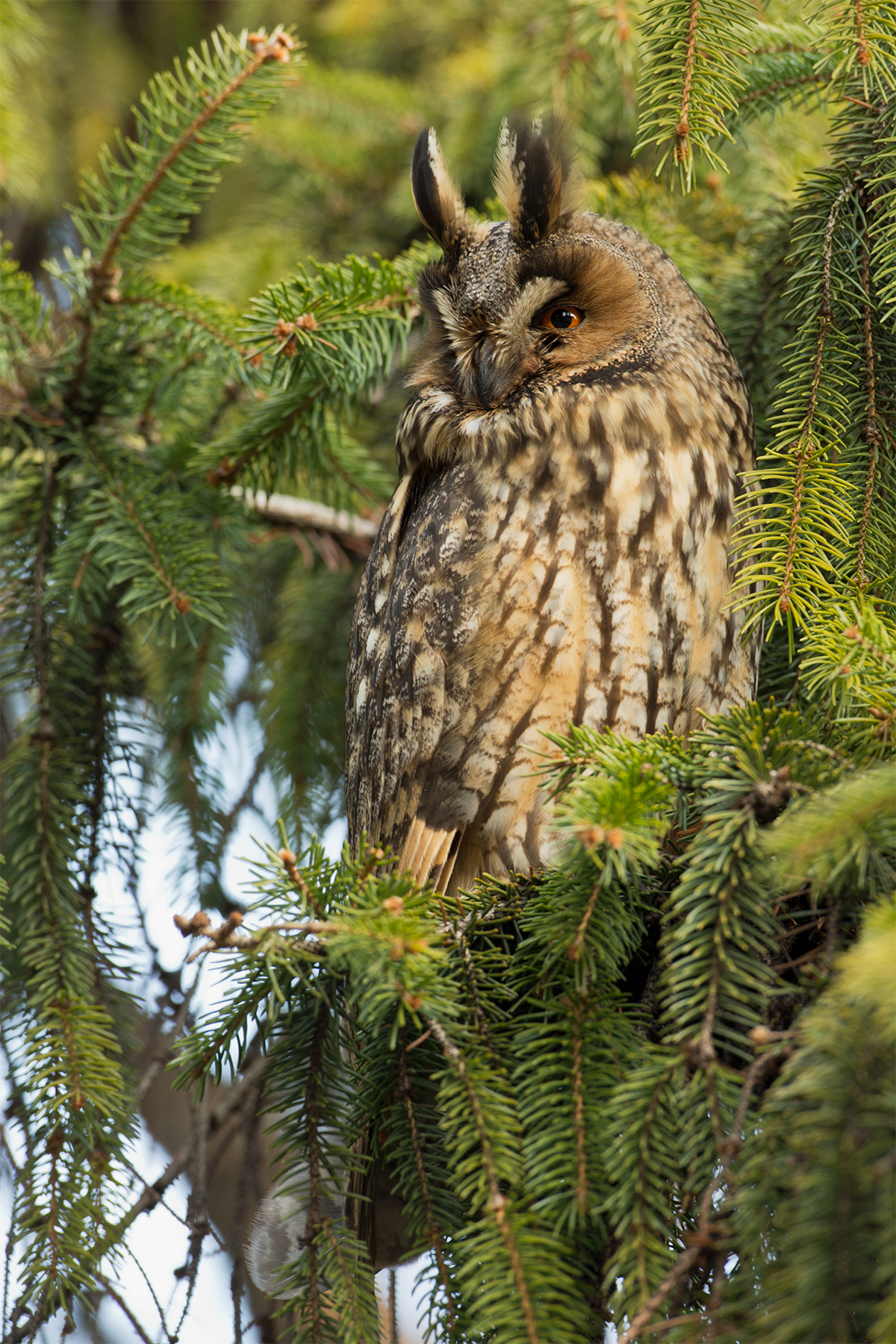 Asio otus (Long-eared owl)