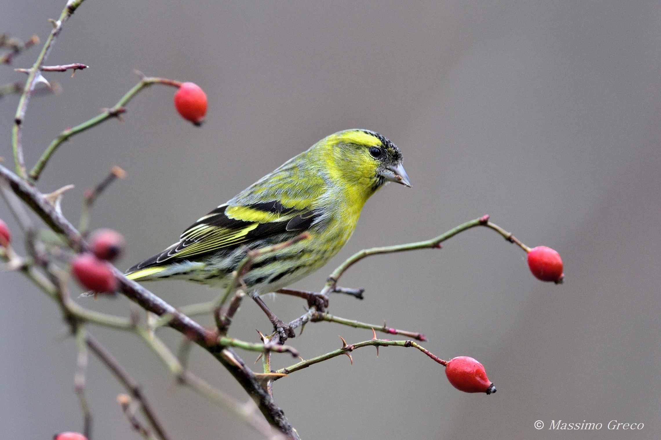 Siskin (Spinus spinus)