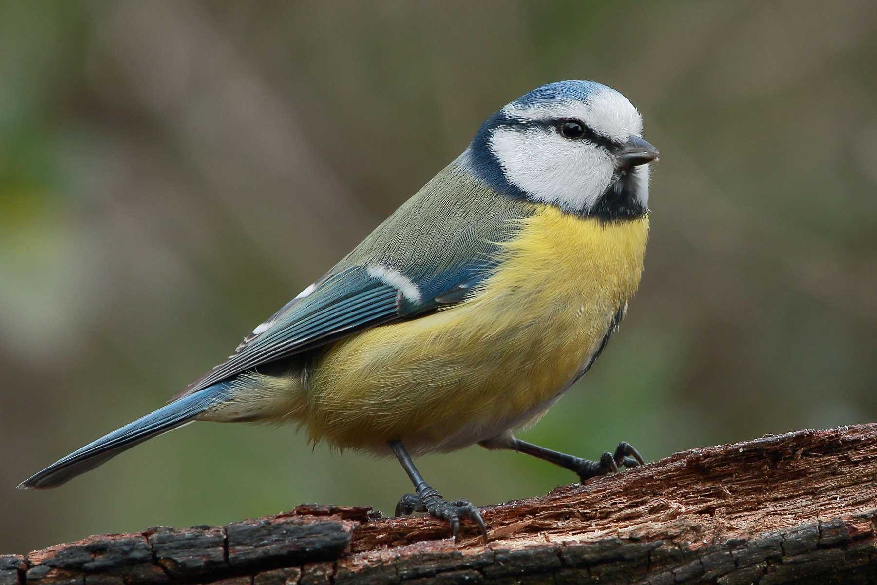 Ritratto di cinciarella