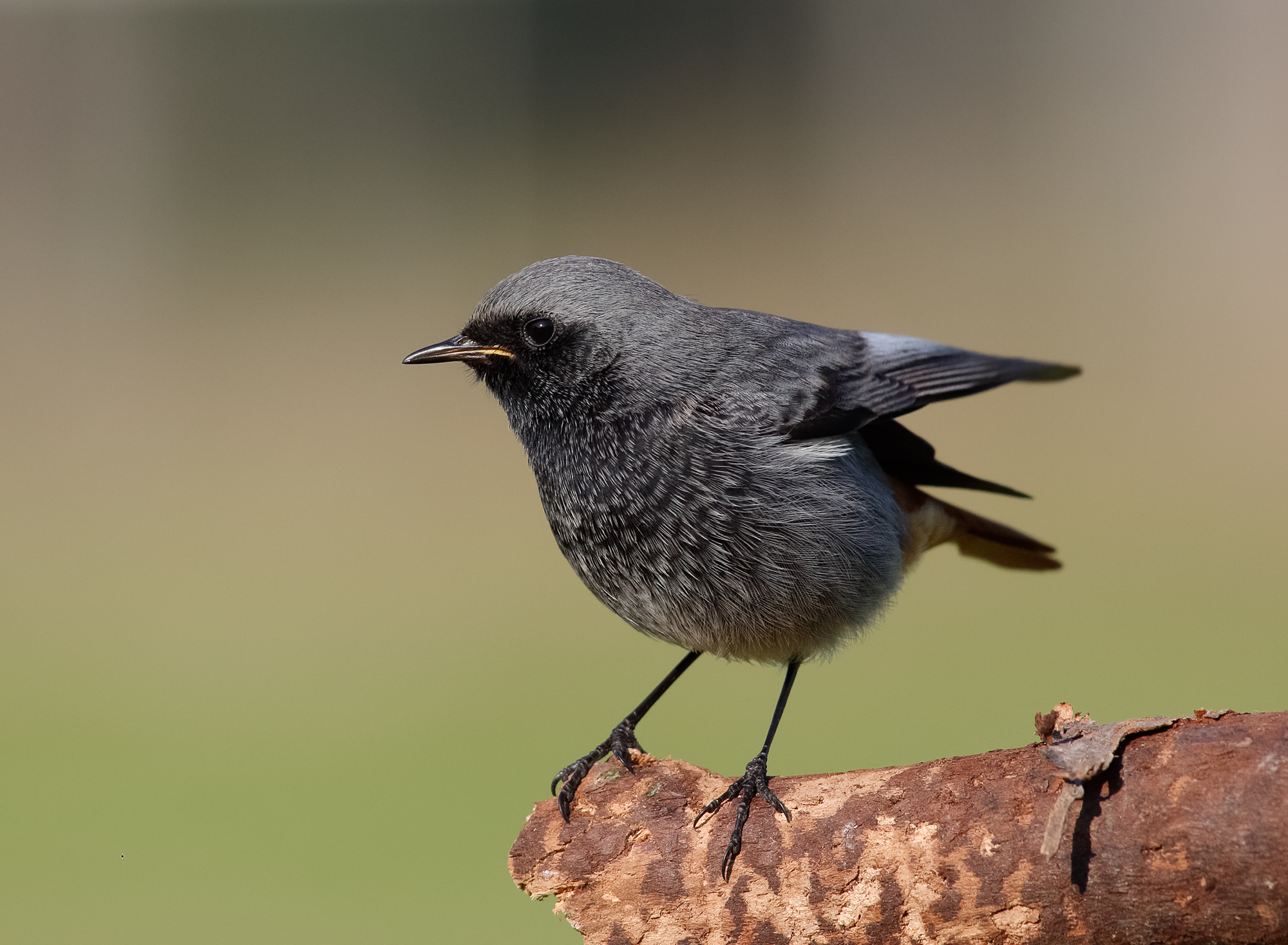 codirosso spazzacamino