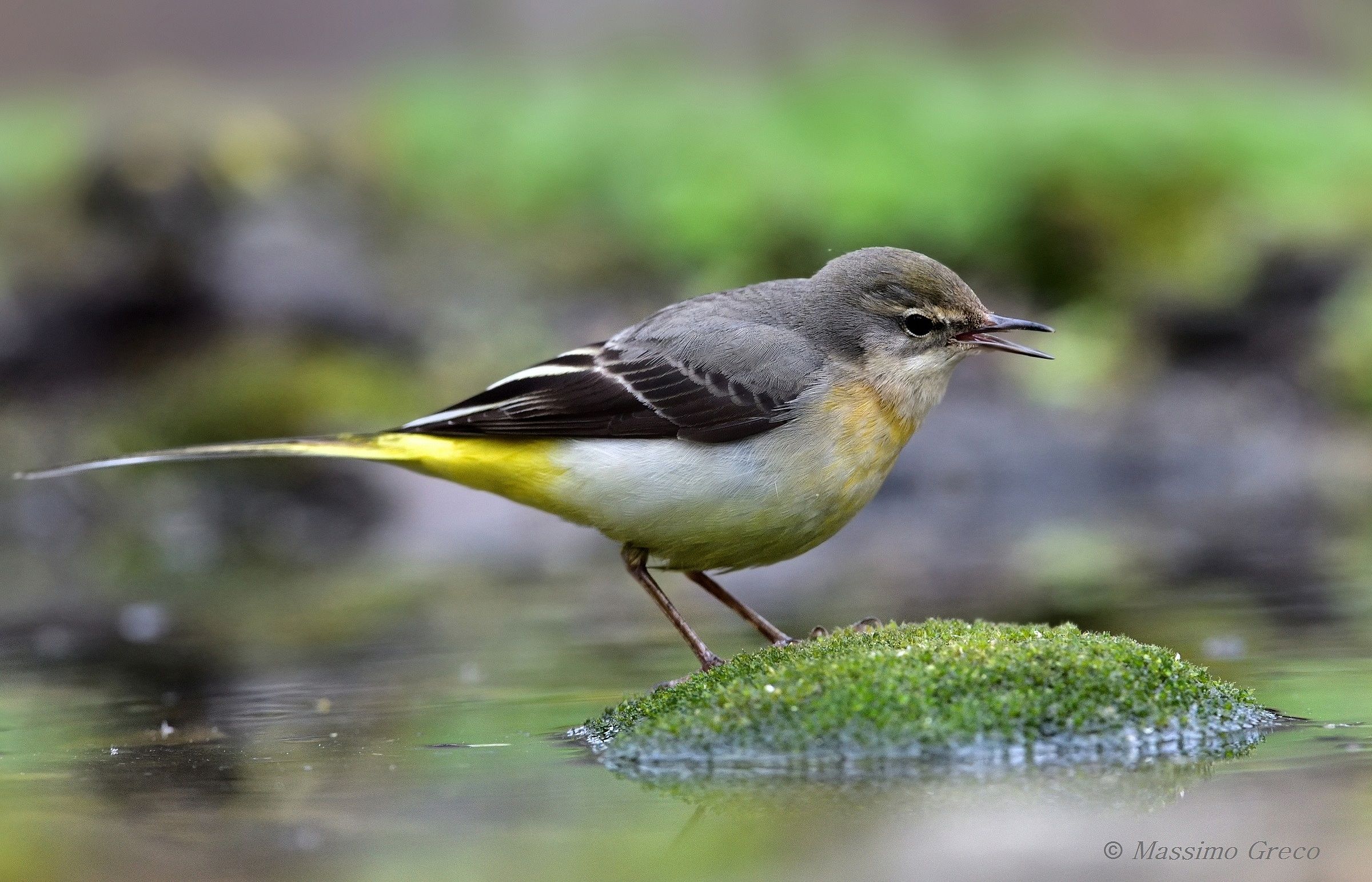 Yellow ballerina (Motacilla cinerea)