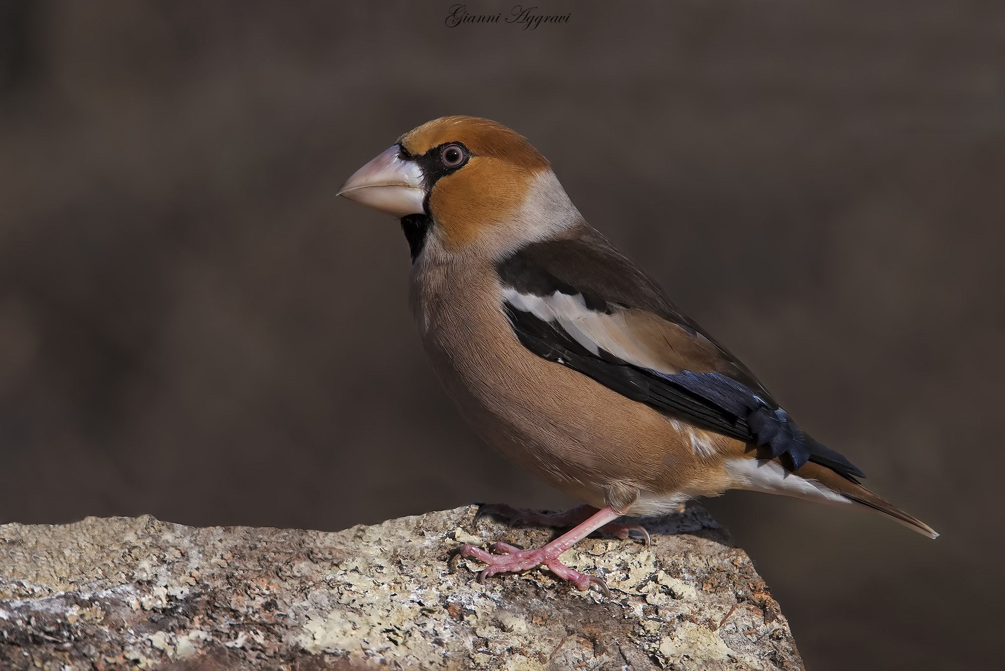 Frosone (Coccothraustes coccothraustes) maschio
