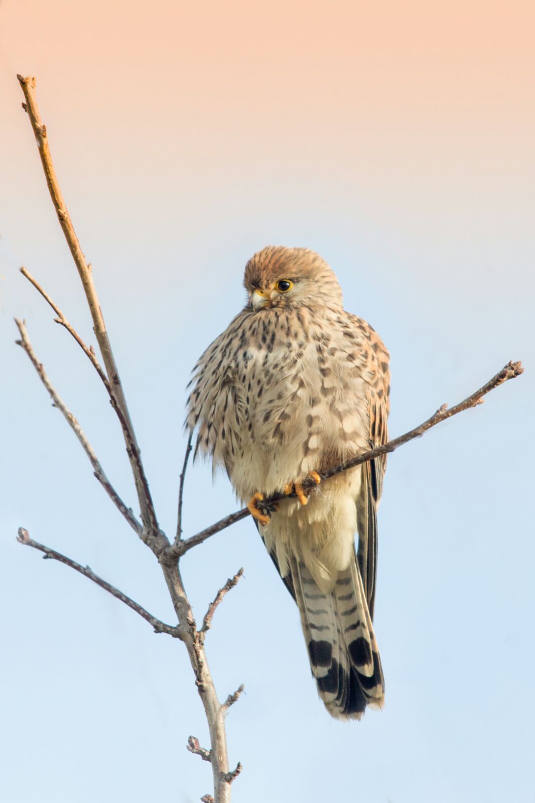 Kestrel or Grillaio?