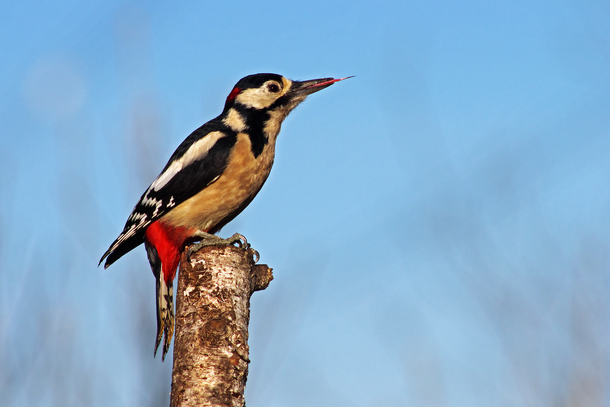 Picchio sul trespolo