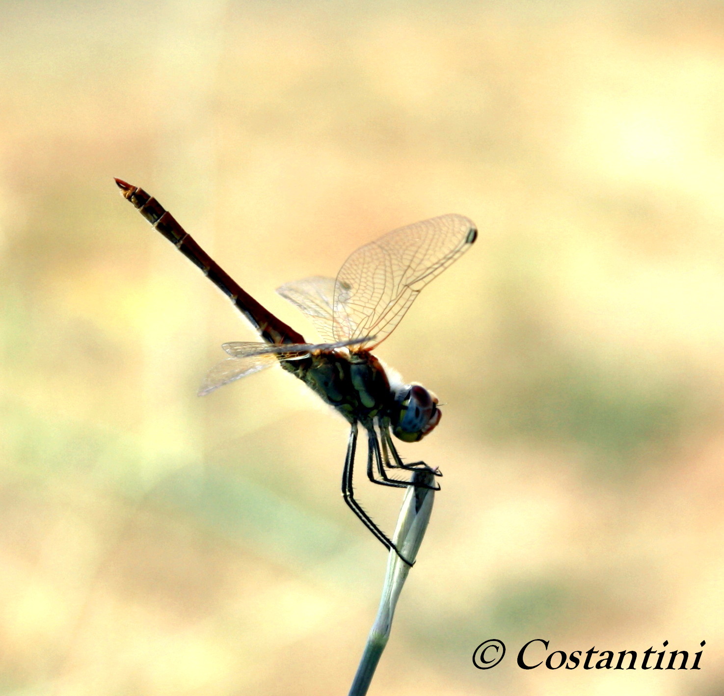 Libellula