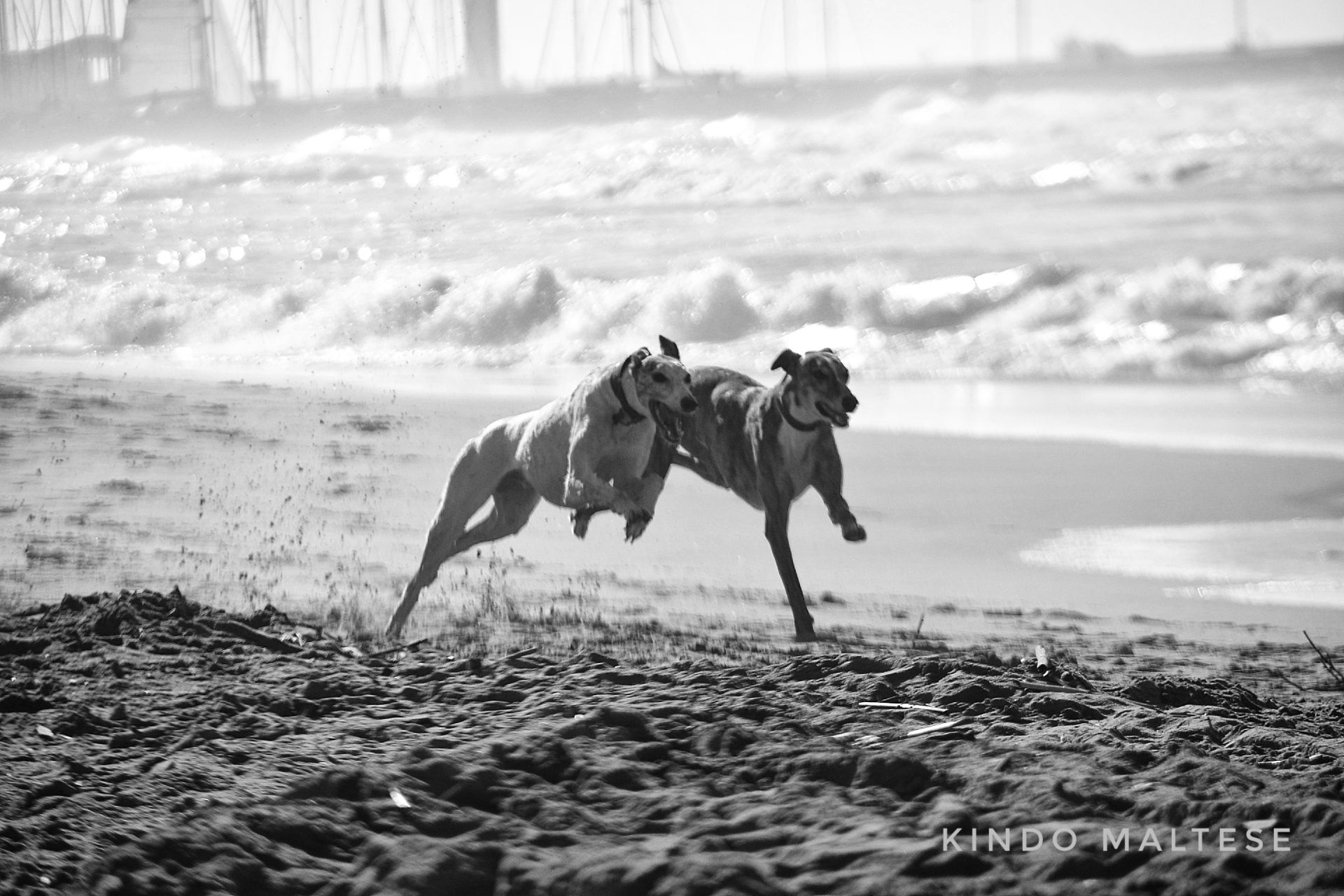 Greyhound in Viareggio