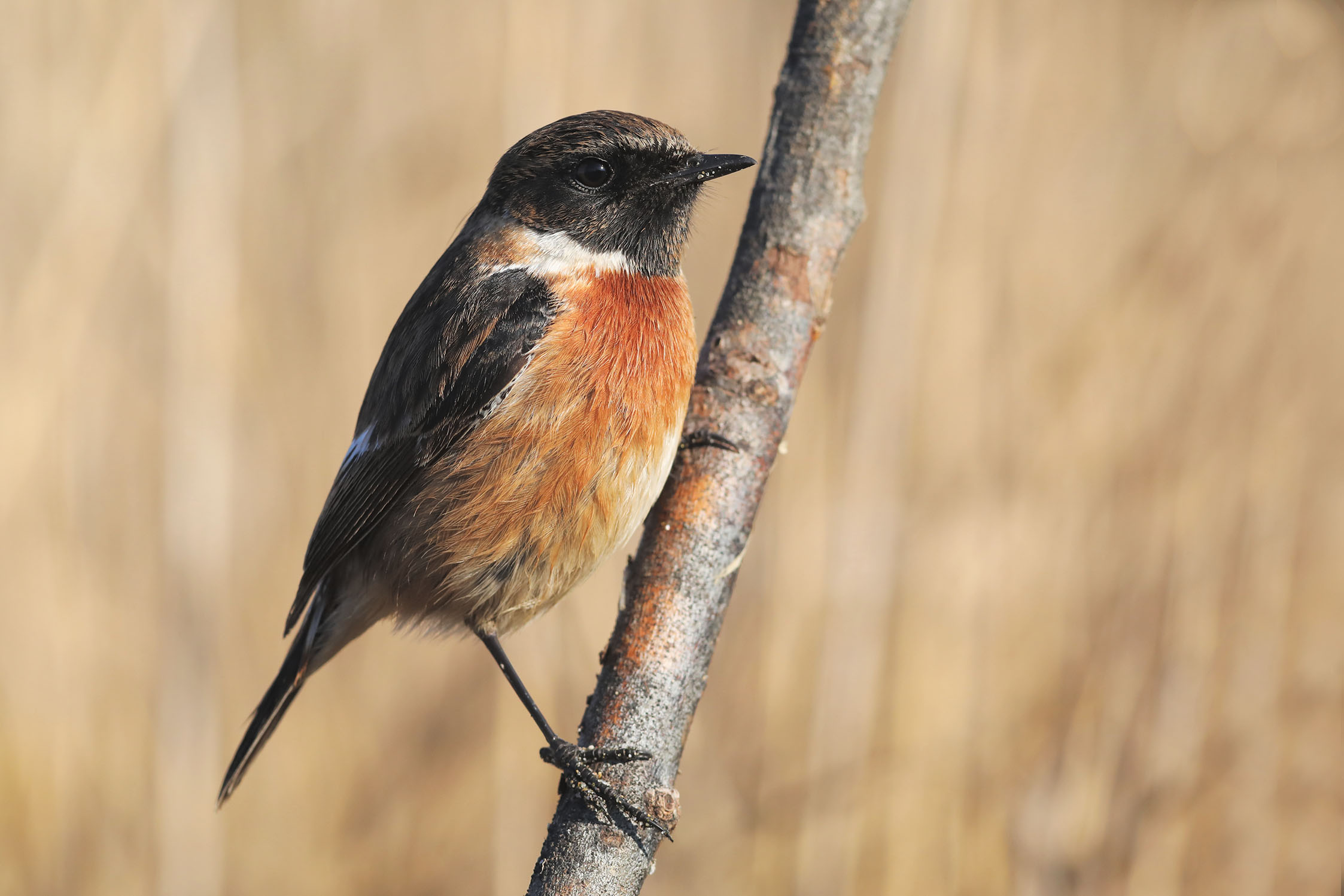 Saltimpalo ( maschio )