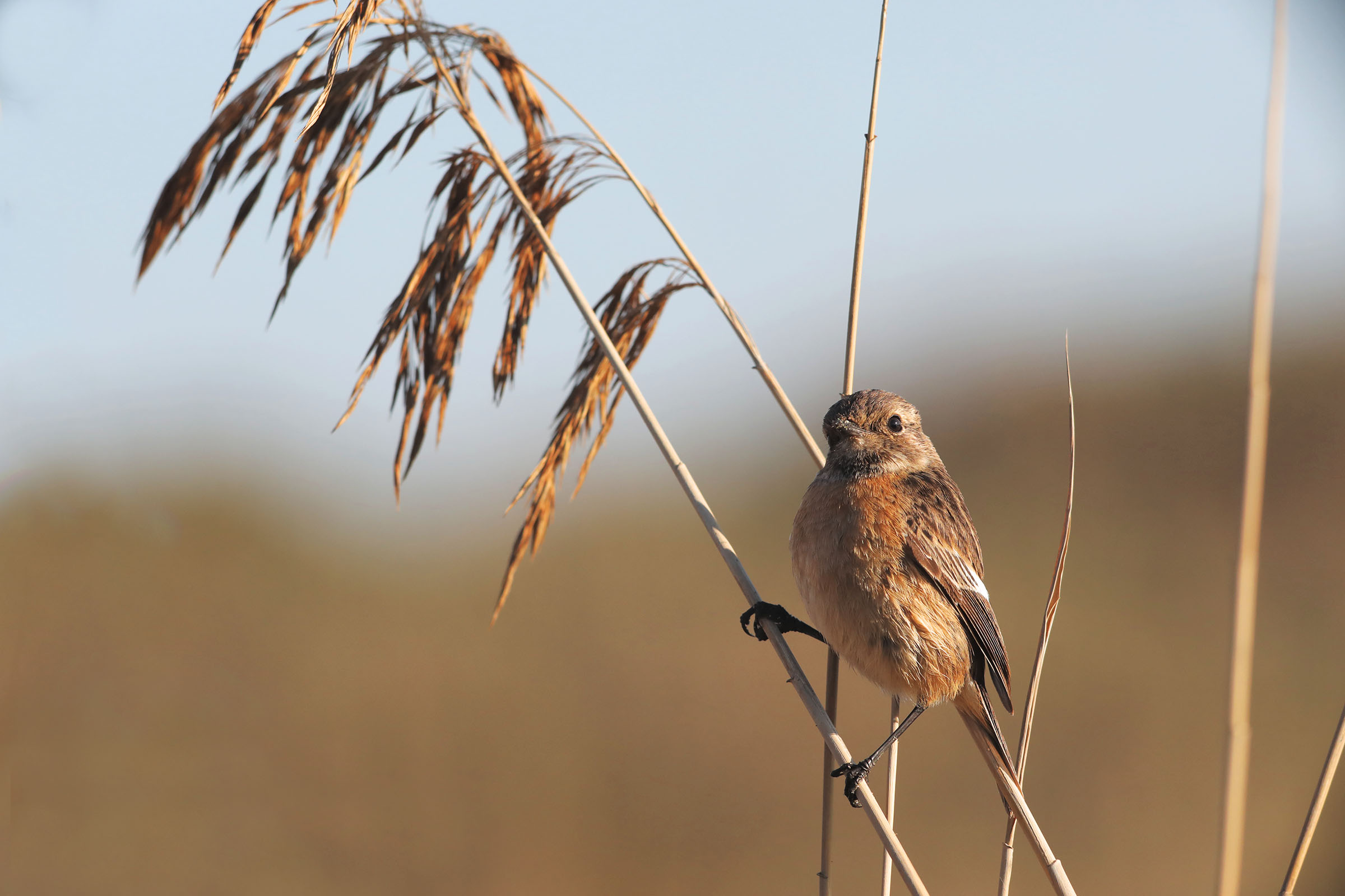 Stonechat (female)