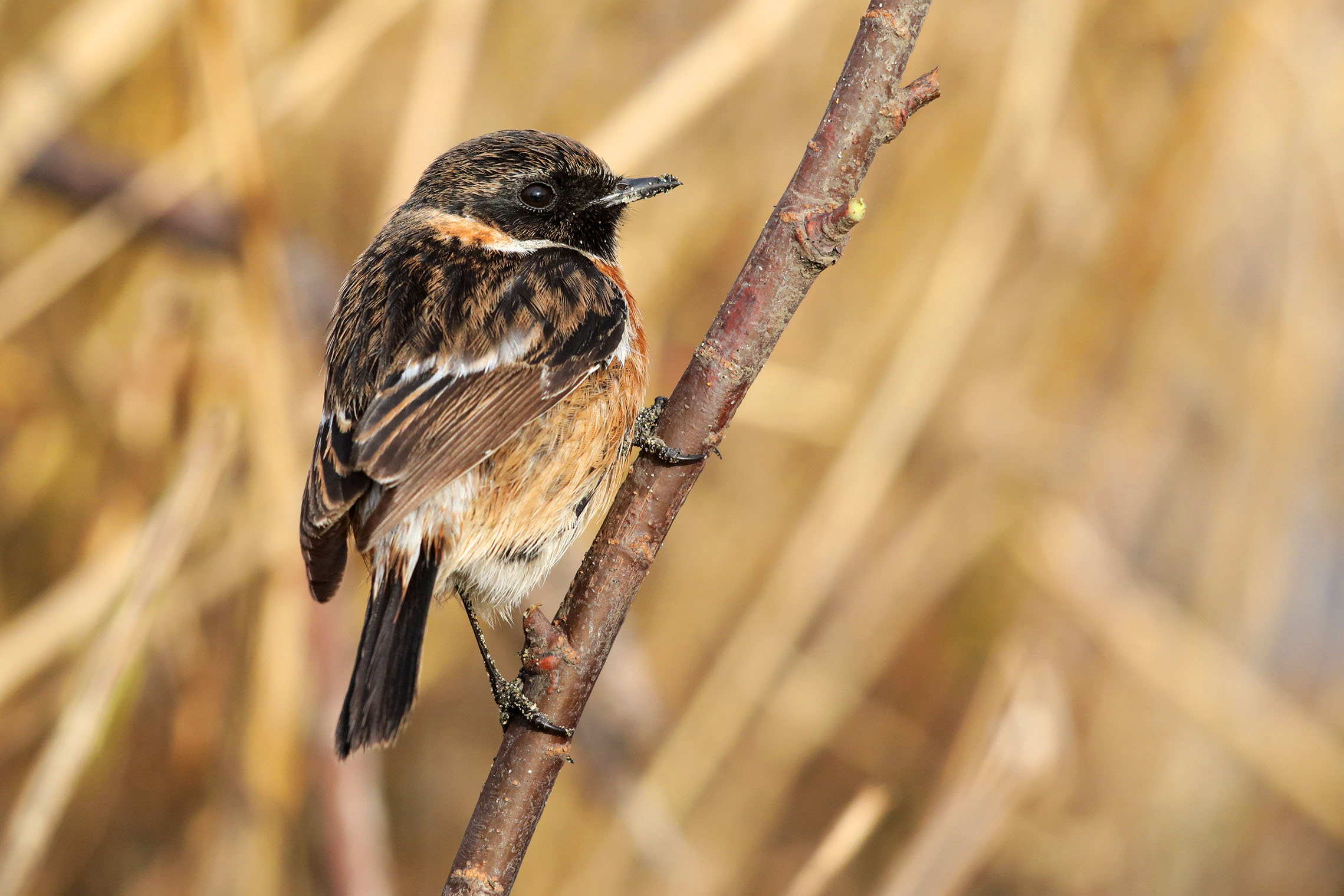 stonechat
