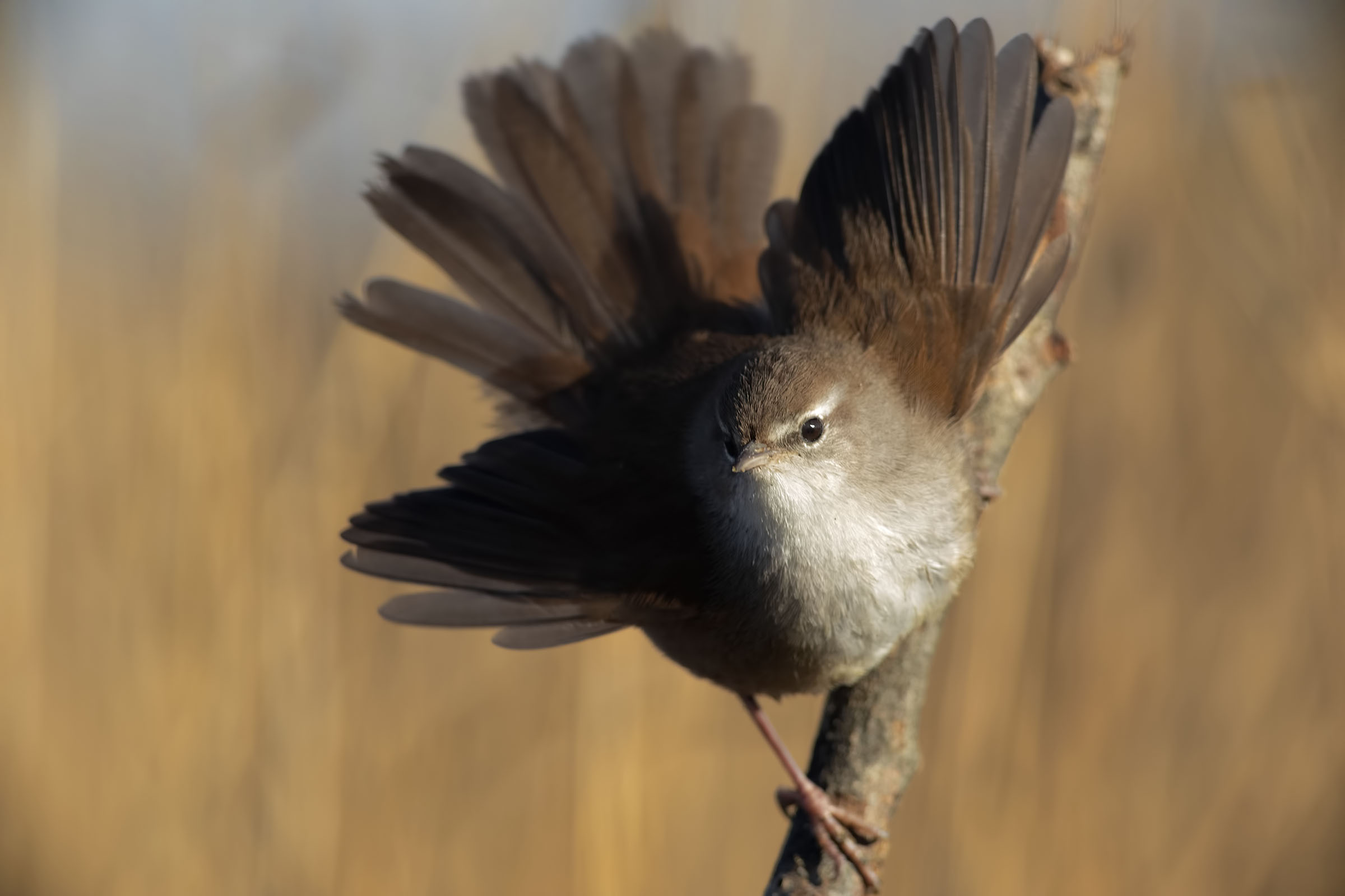 Nightingale by river
