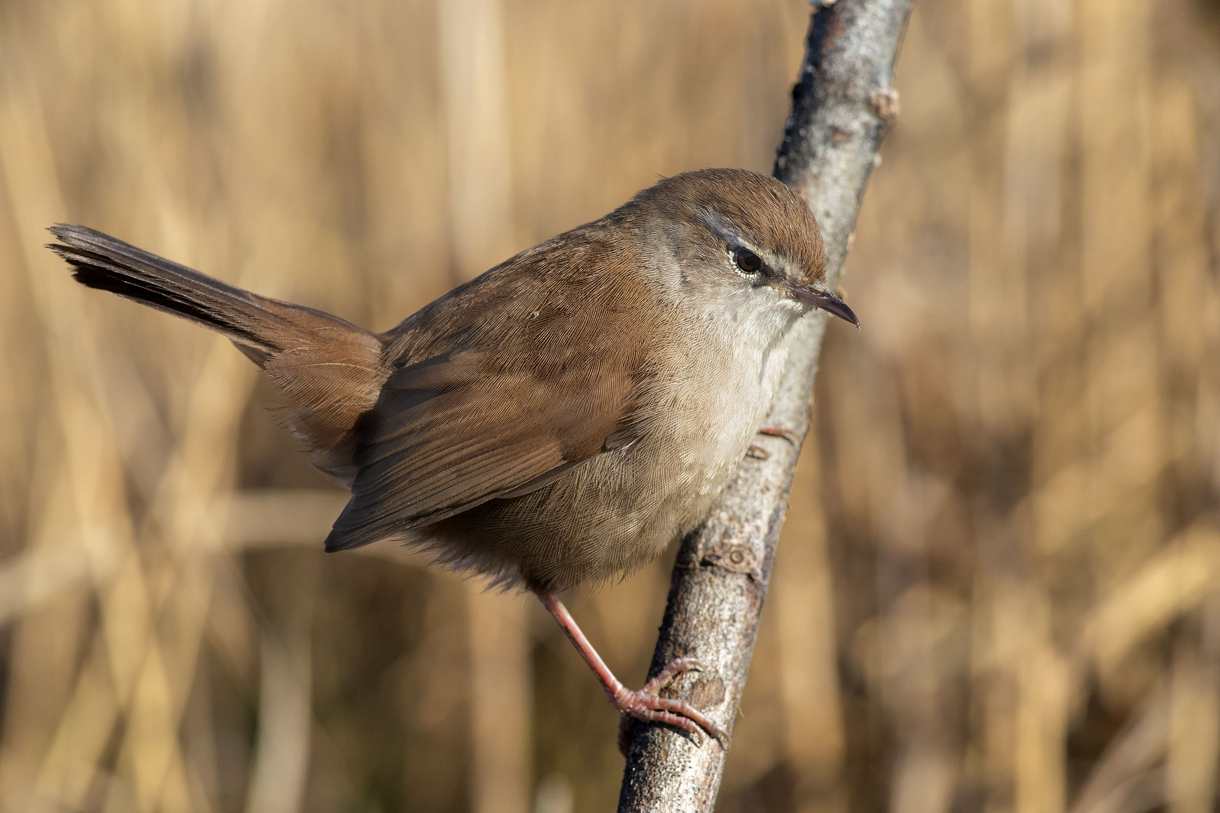 Nightingale by river