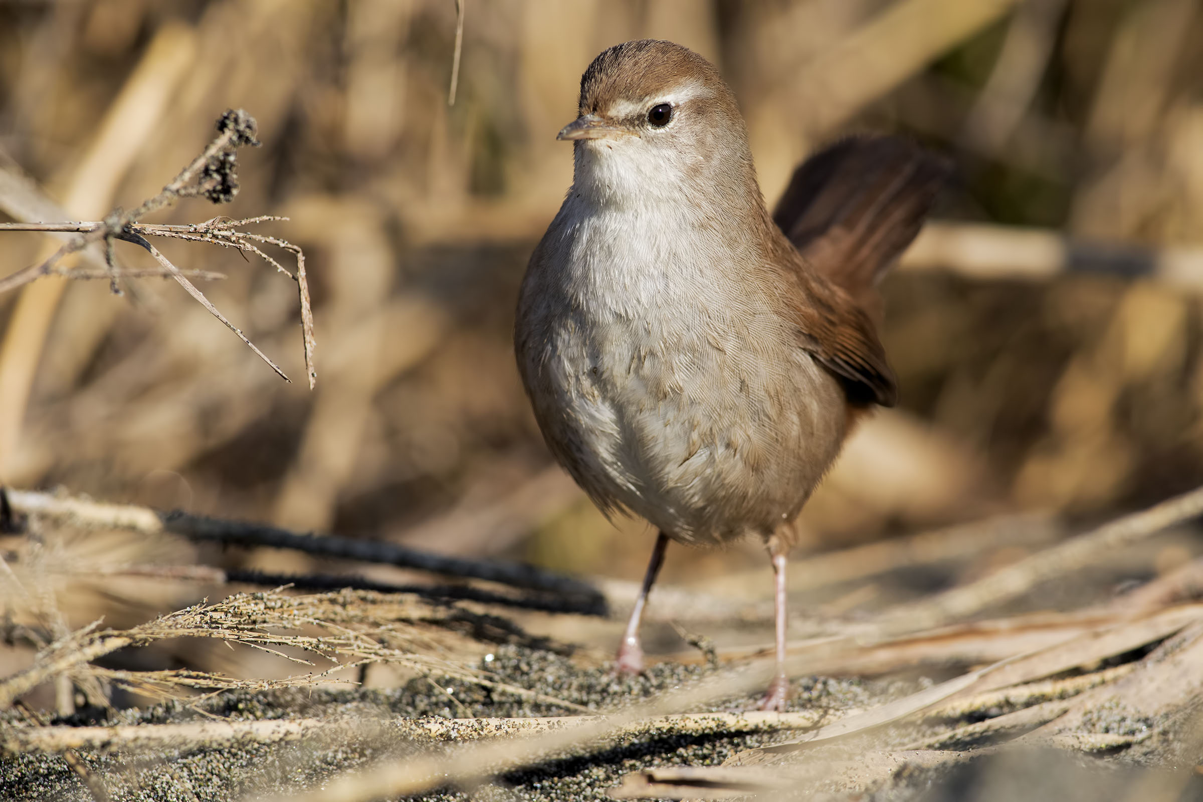 Nightingale by river