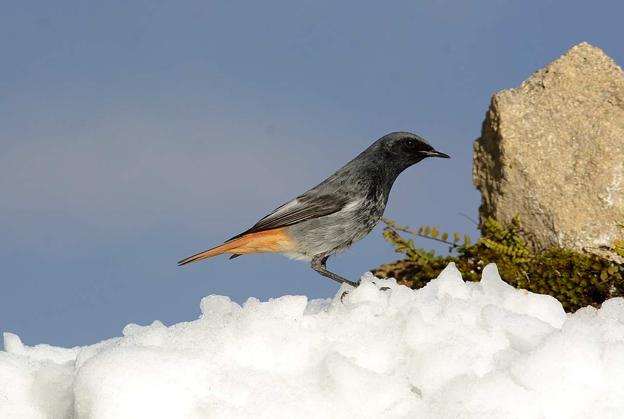 Redstart chimney sweep