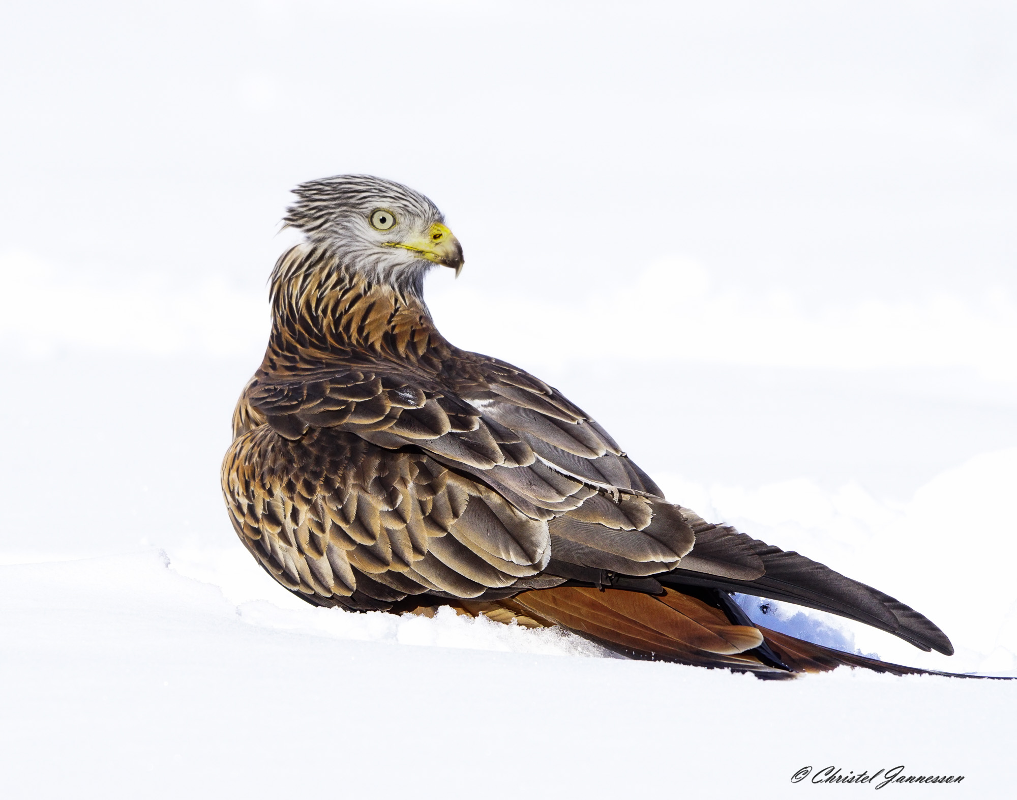Red Kite - come una tavolozza nella neve