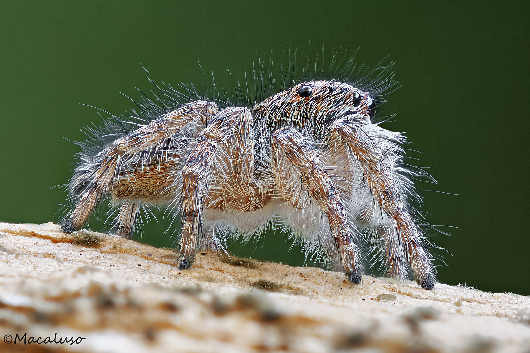 philaeus chysops di lato