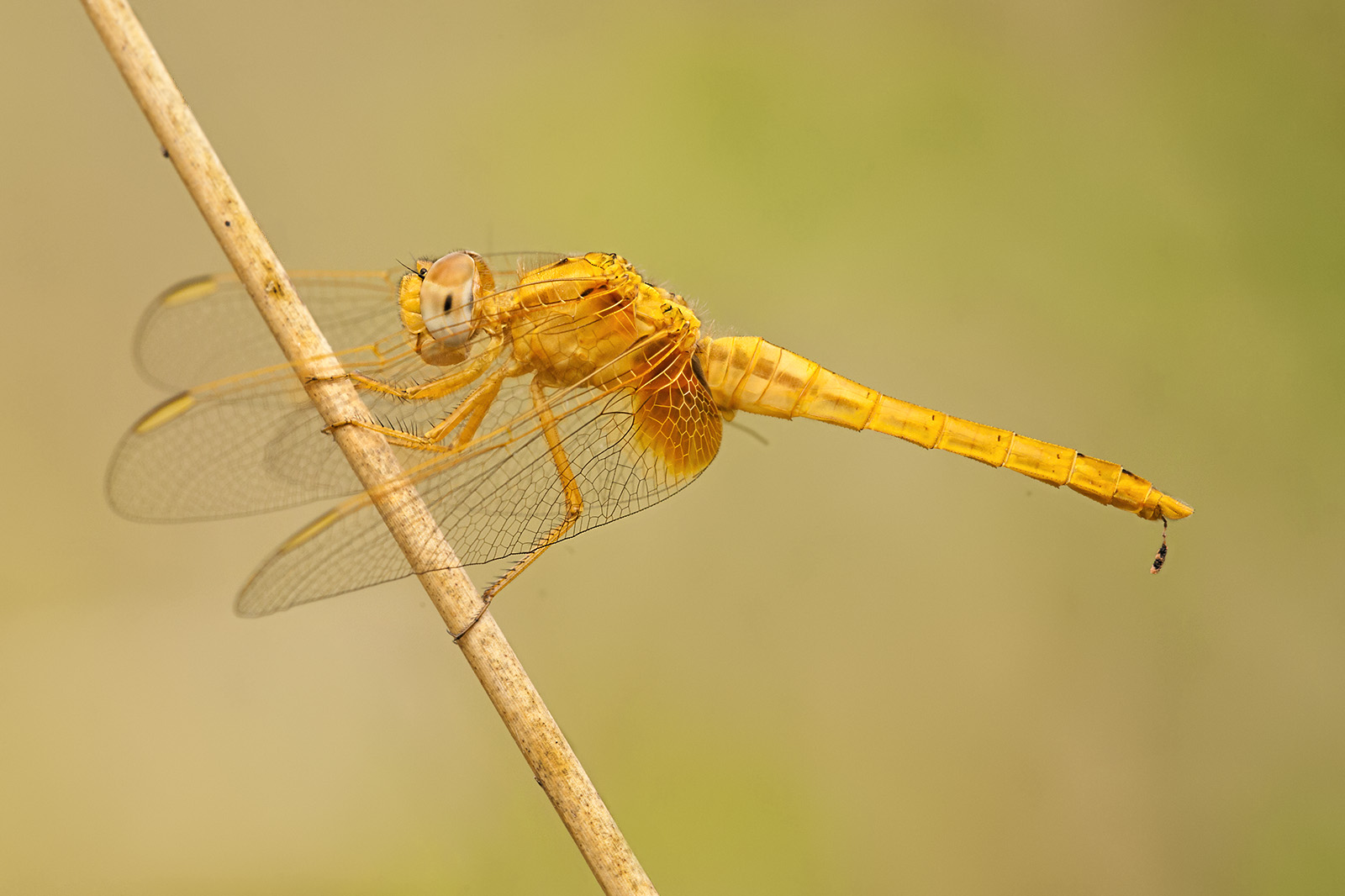 una libellula se posa...