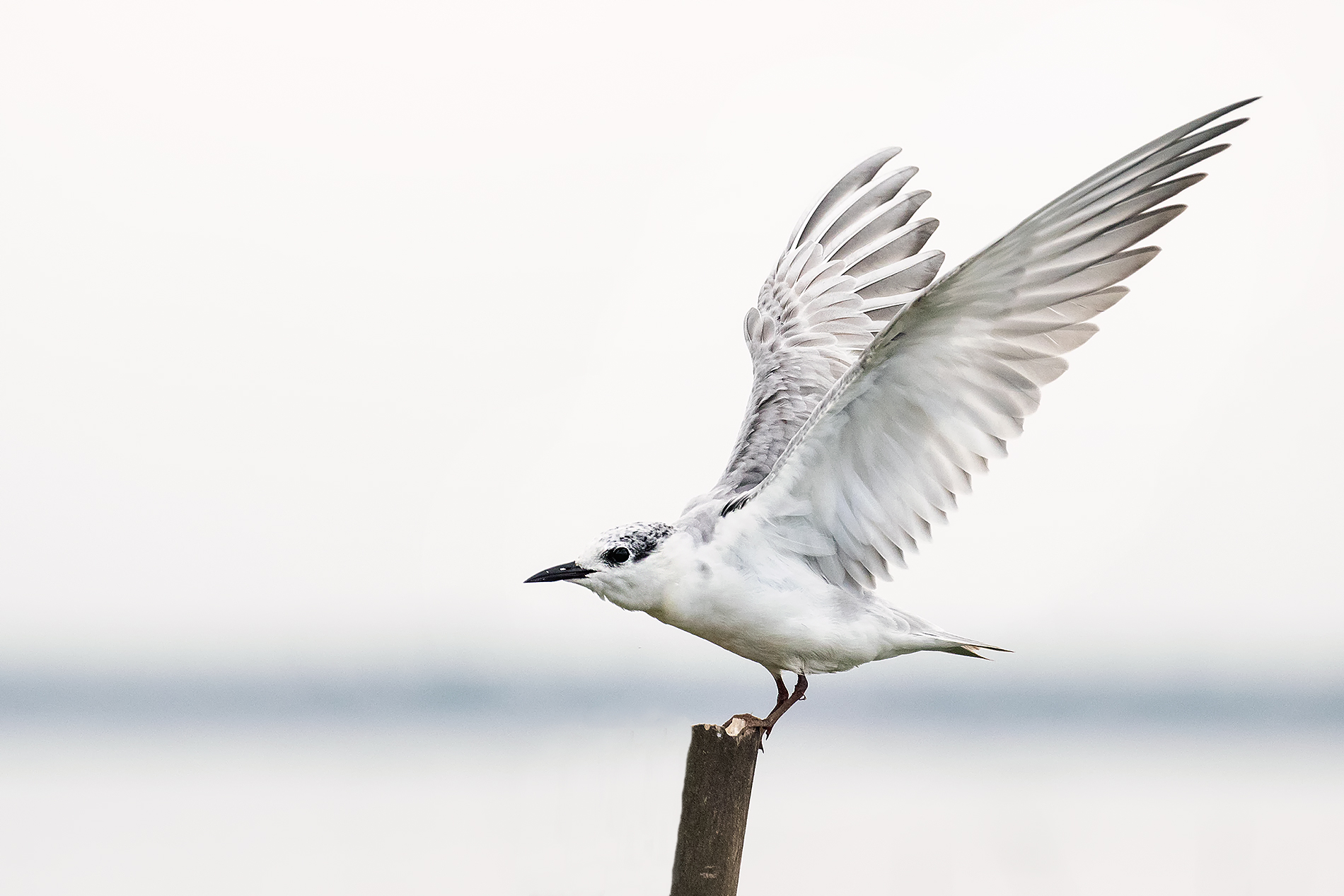 Gull-billed Tern