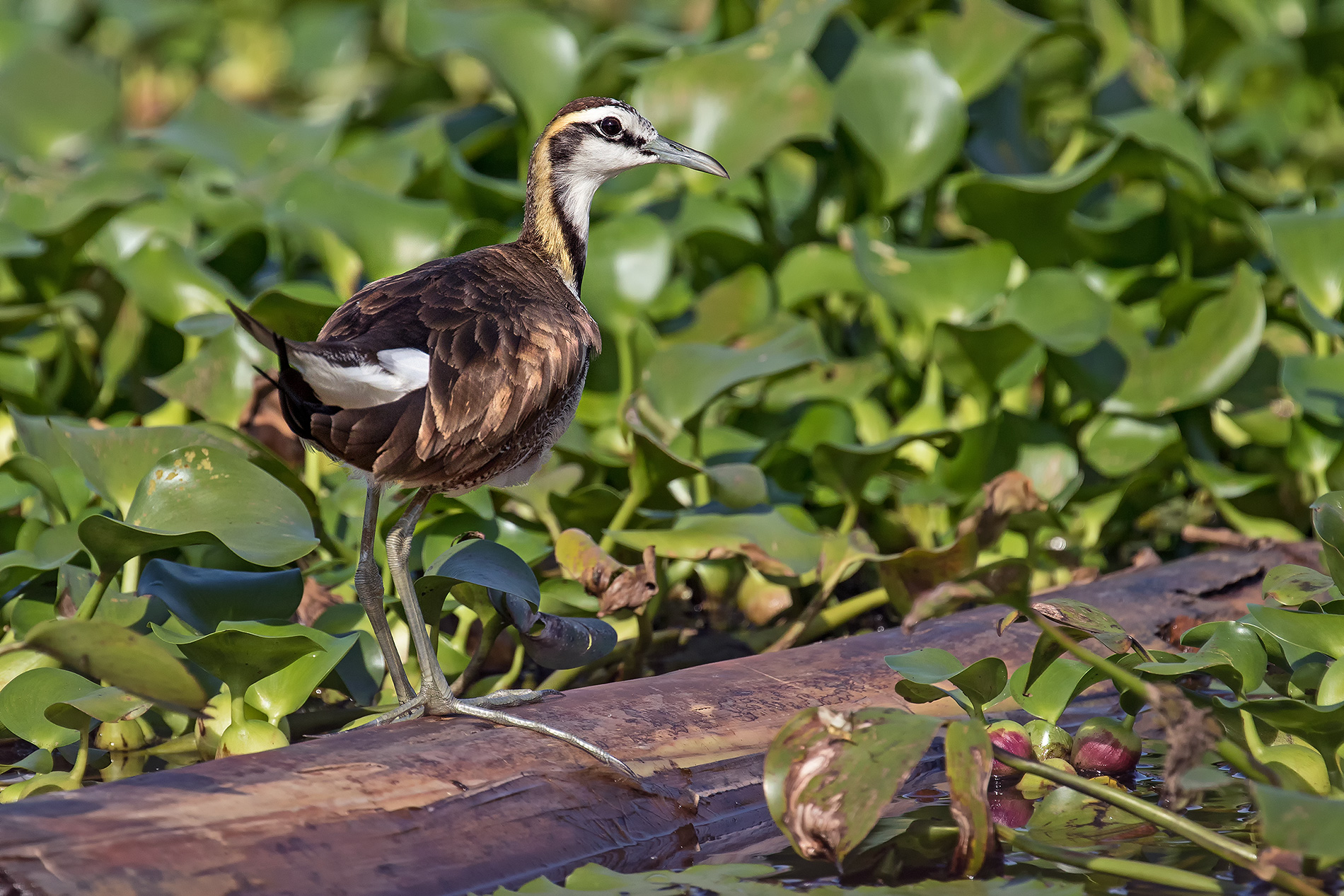 Jacana