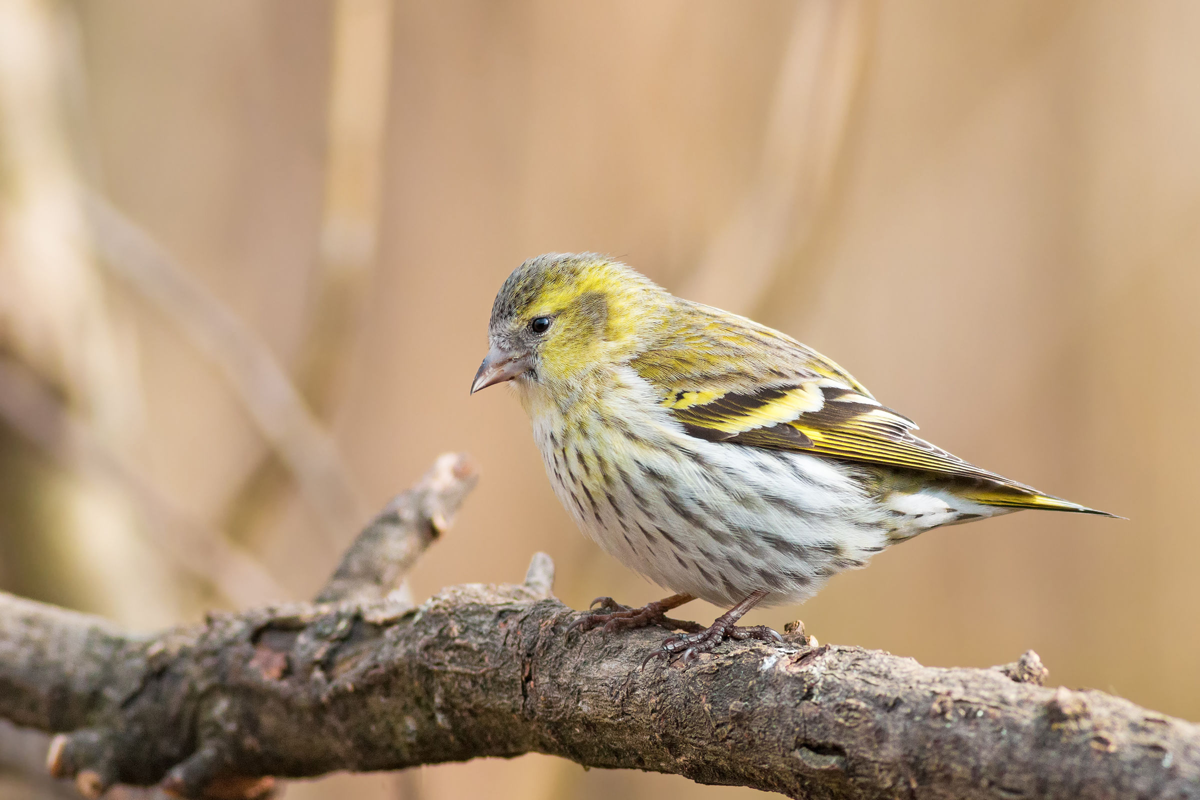 siskin