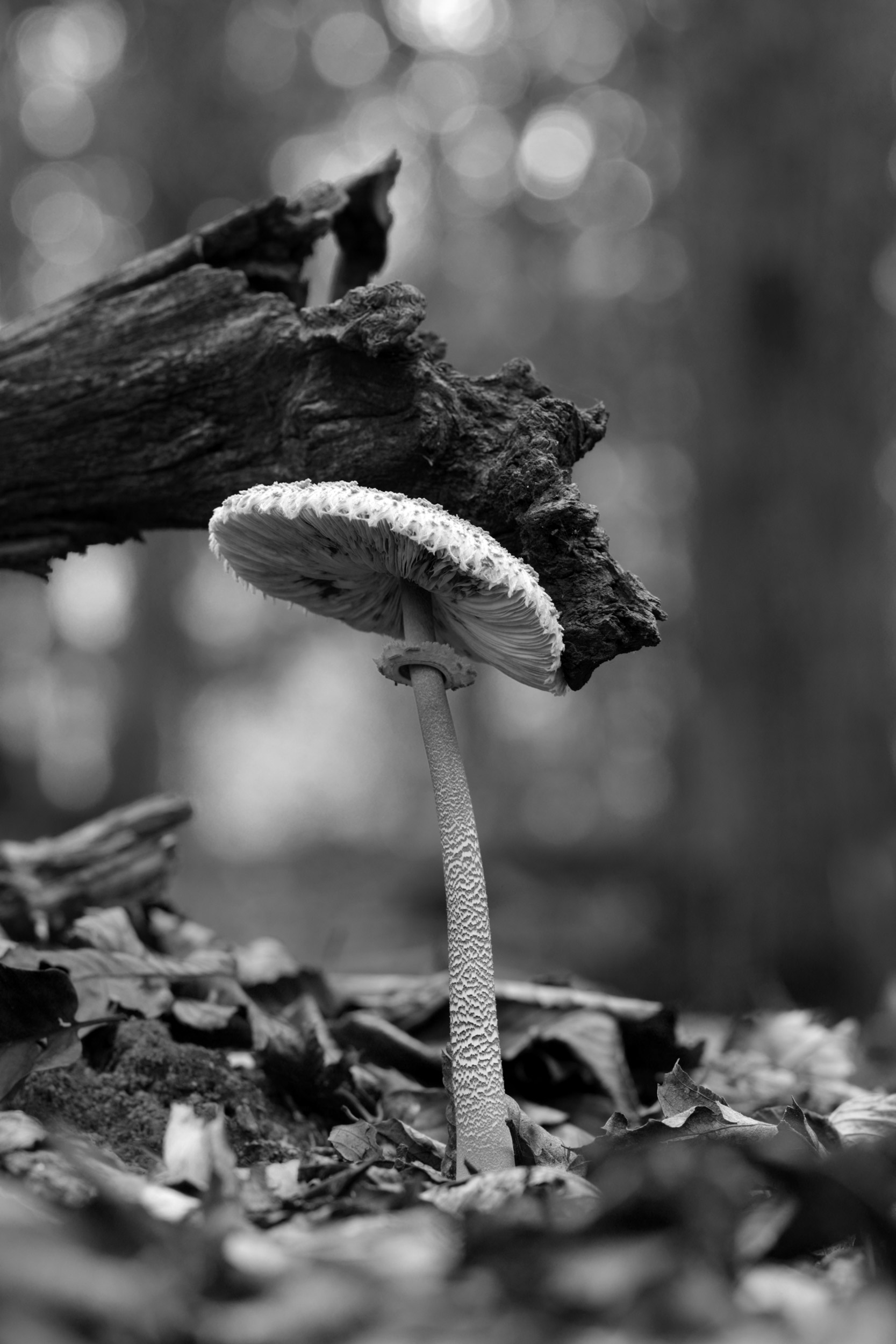 Lepiota oppressed b / w