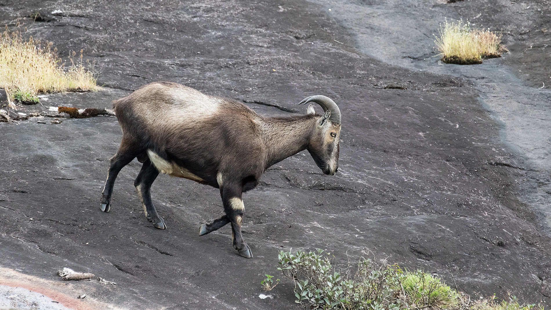 Tahr of the Nilgiri