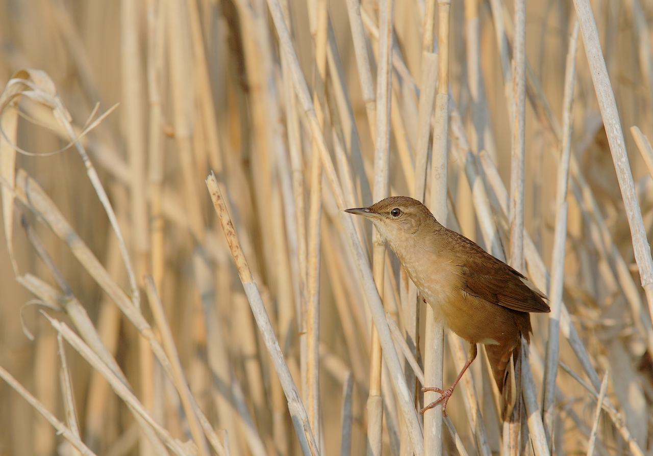 locustelle luscinoide